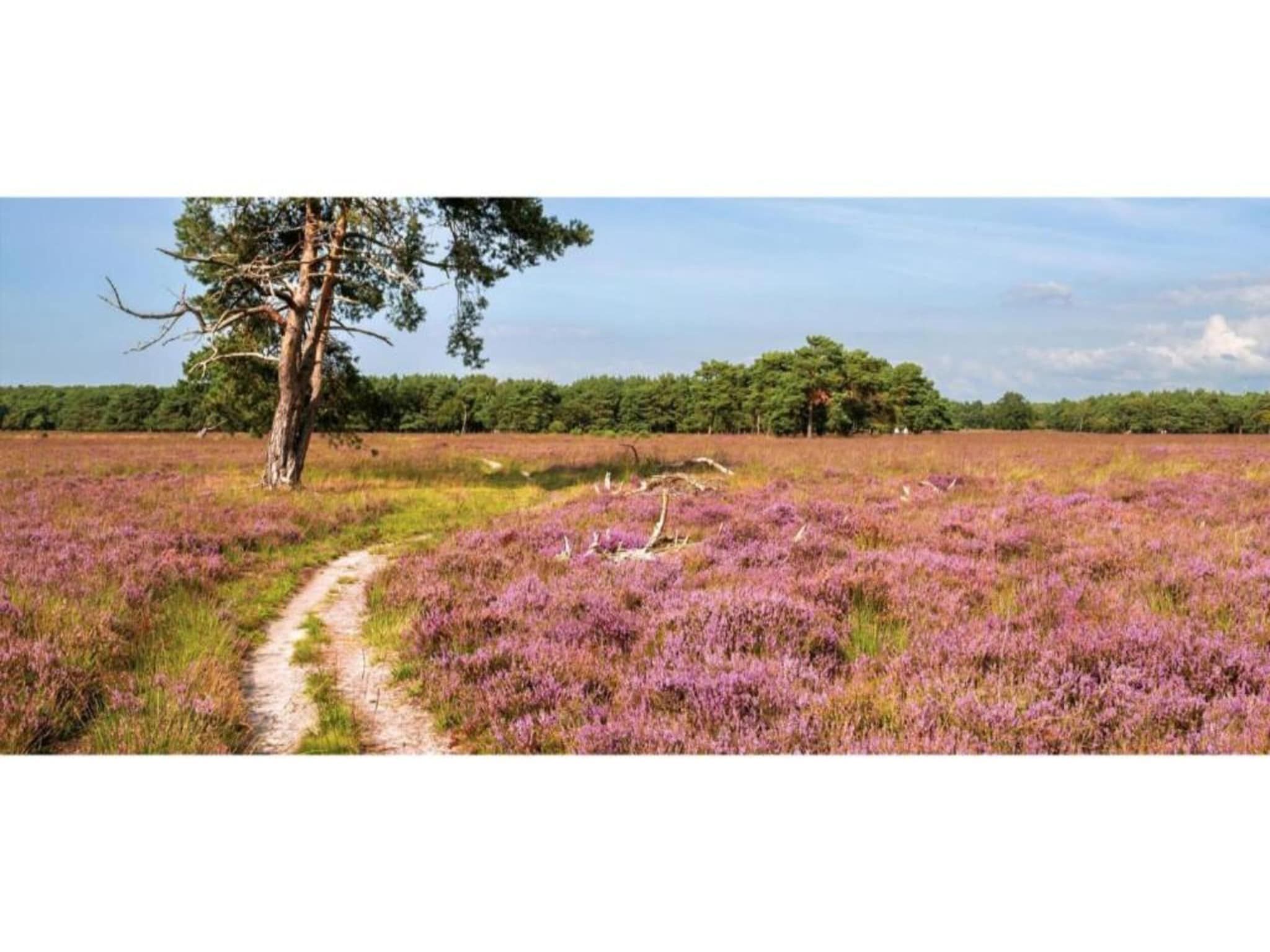 De omgeving van Heivlinder Comfort 4+2p in Ermelo