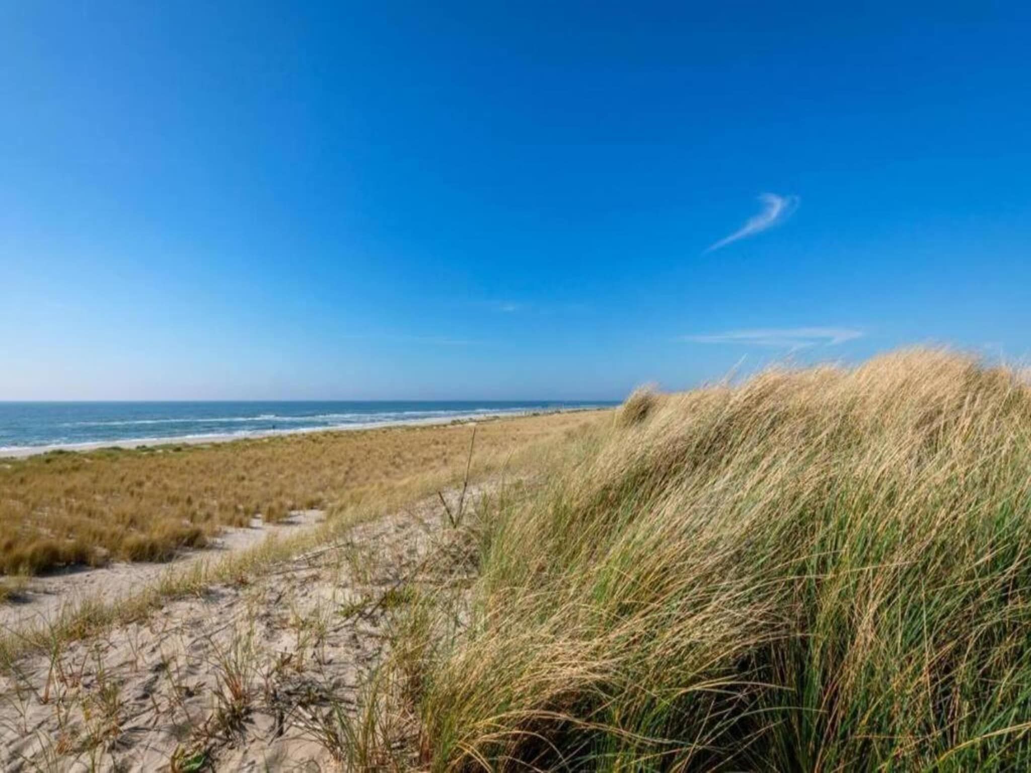 De omgeving van Campanula 120 in Sint Maartenszee