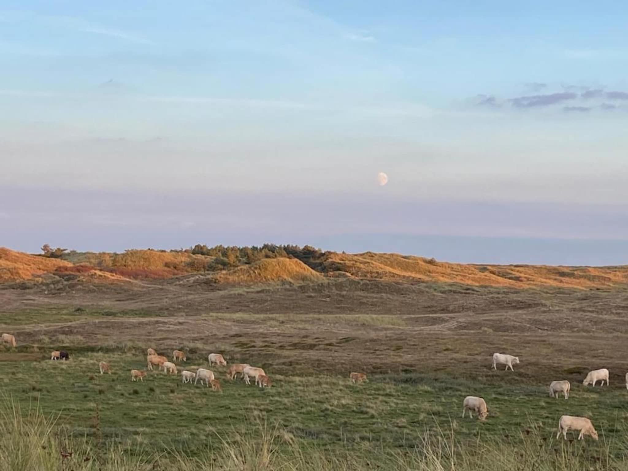 De omgeving van Wildrijk 141 in Sint Maartenszee