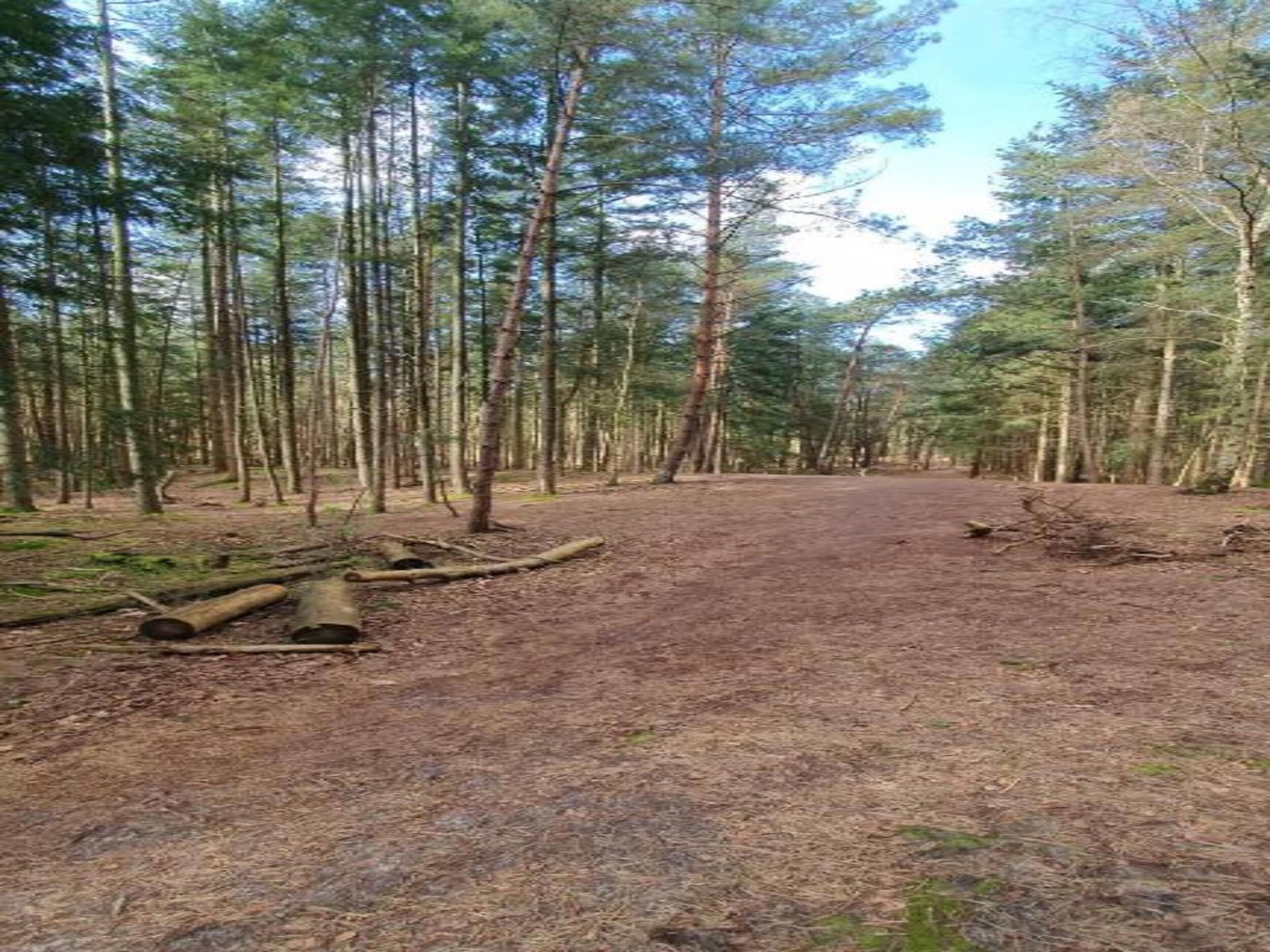 Ruischende Dennen in Huybergen - Foto 35 van 40