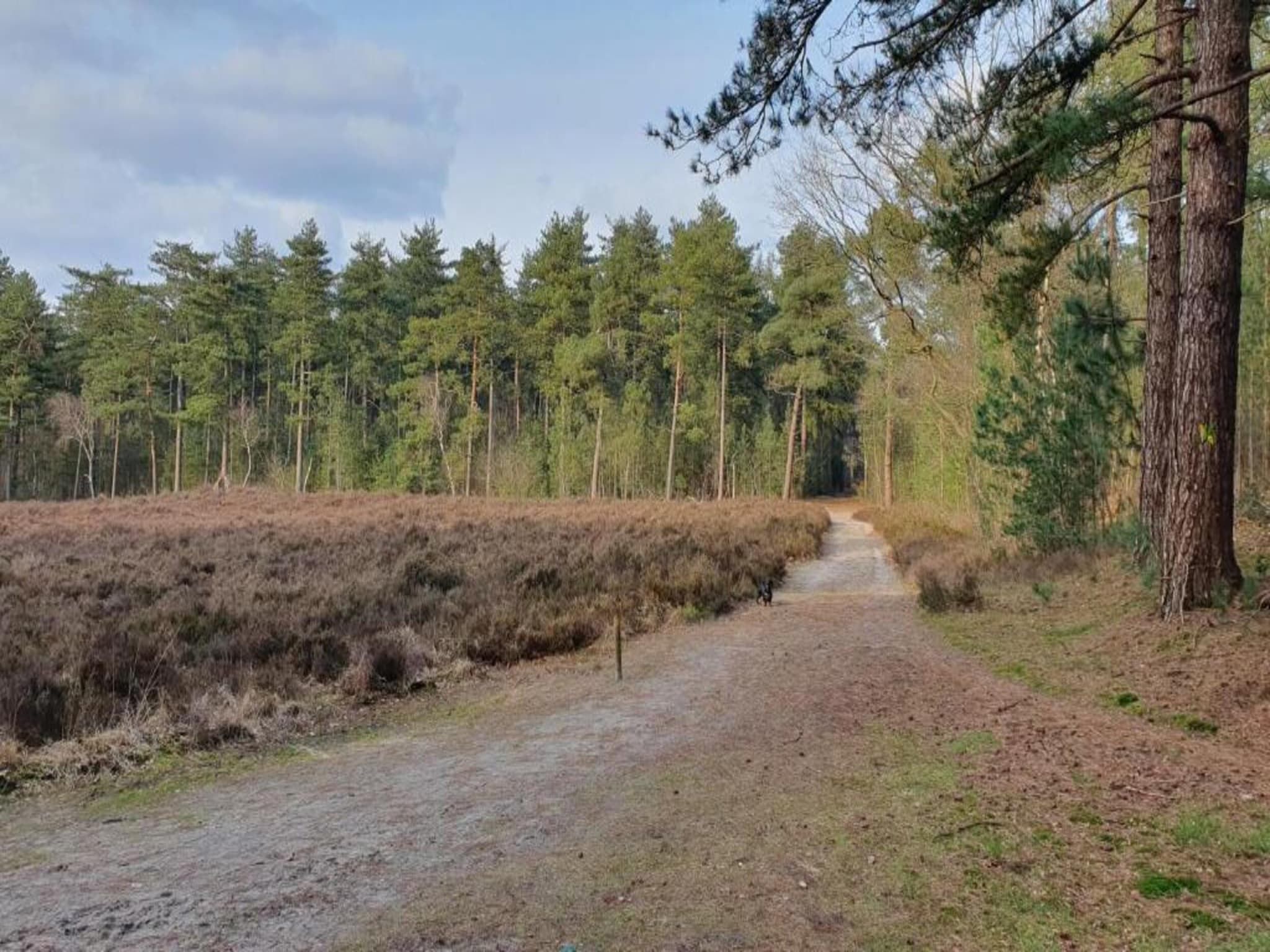 Ruischende Dennen in Huybergen - Foto 33 van 40