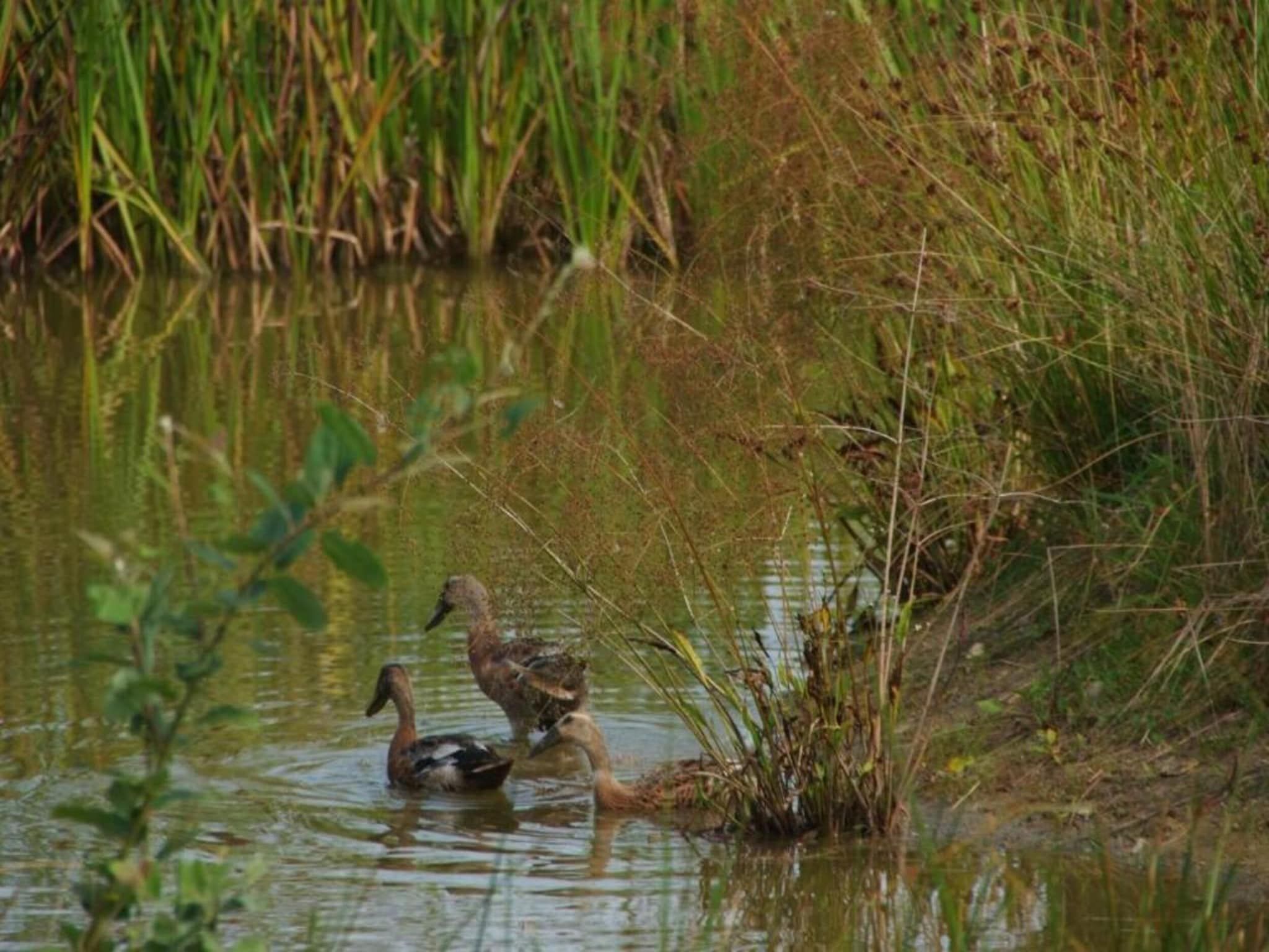 De omgeving van Chaletwoning in Sint Nicolaasga