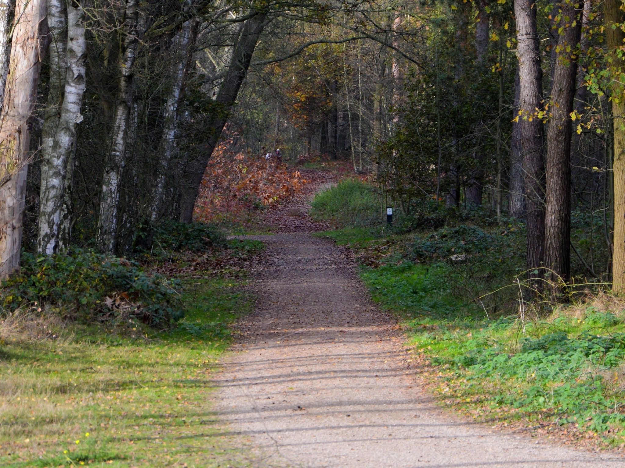 De omgeving van Boswoning in Heel
