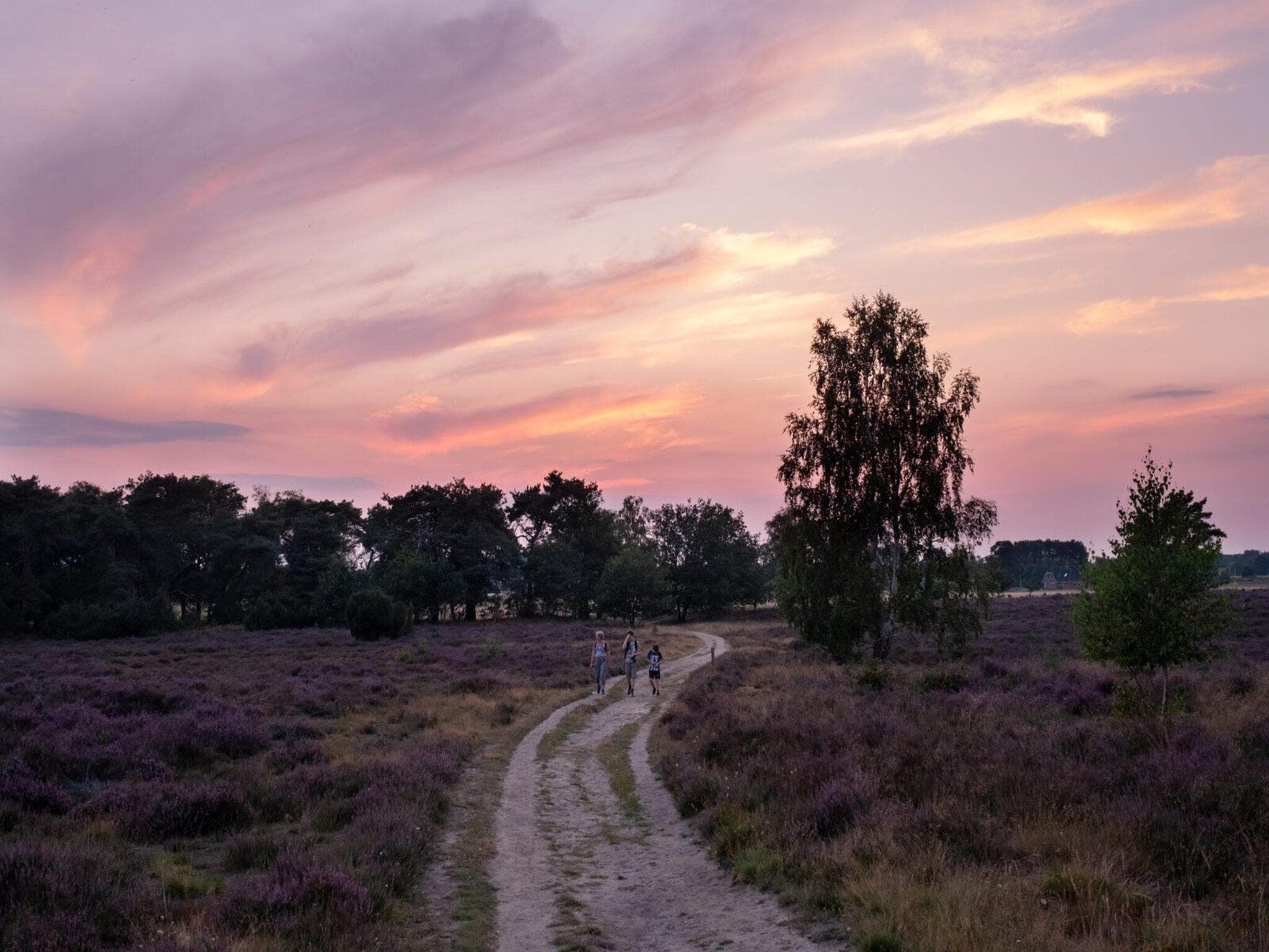 De omgeving van Oak Lodge I 4 people in Rijssen