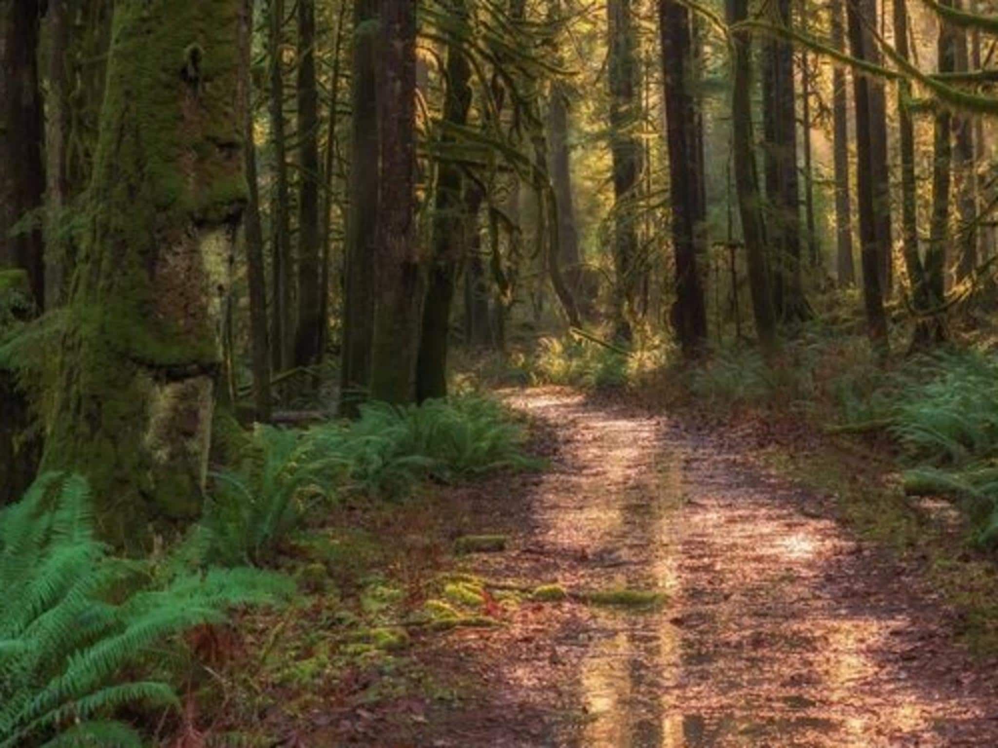 De omgeving van Forest doglodge with enclosed garden I 4 people in Rijssen