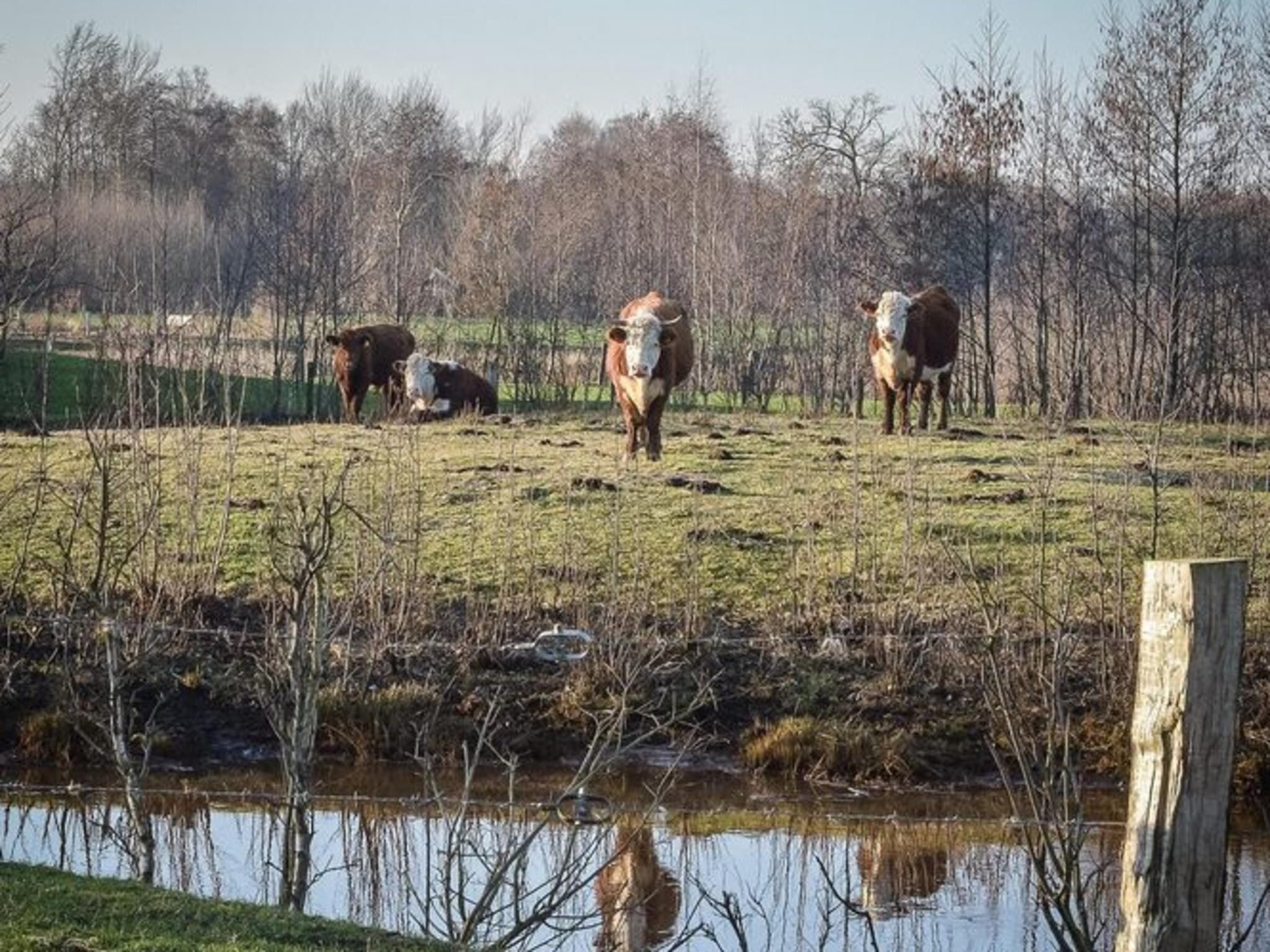 De omgeving van Regge Cottage with hot tub | 4 people in Zuna