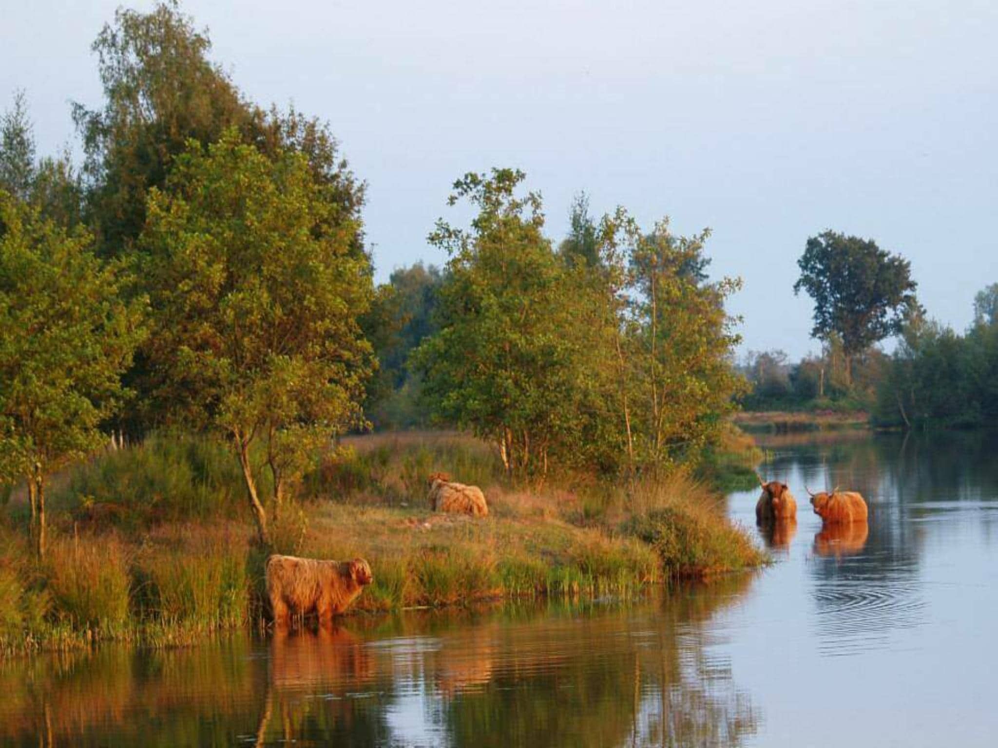 De omgeving van Safari tent l 7 persoons in Balkbrug