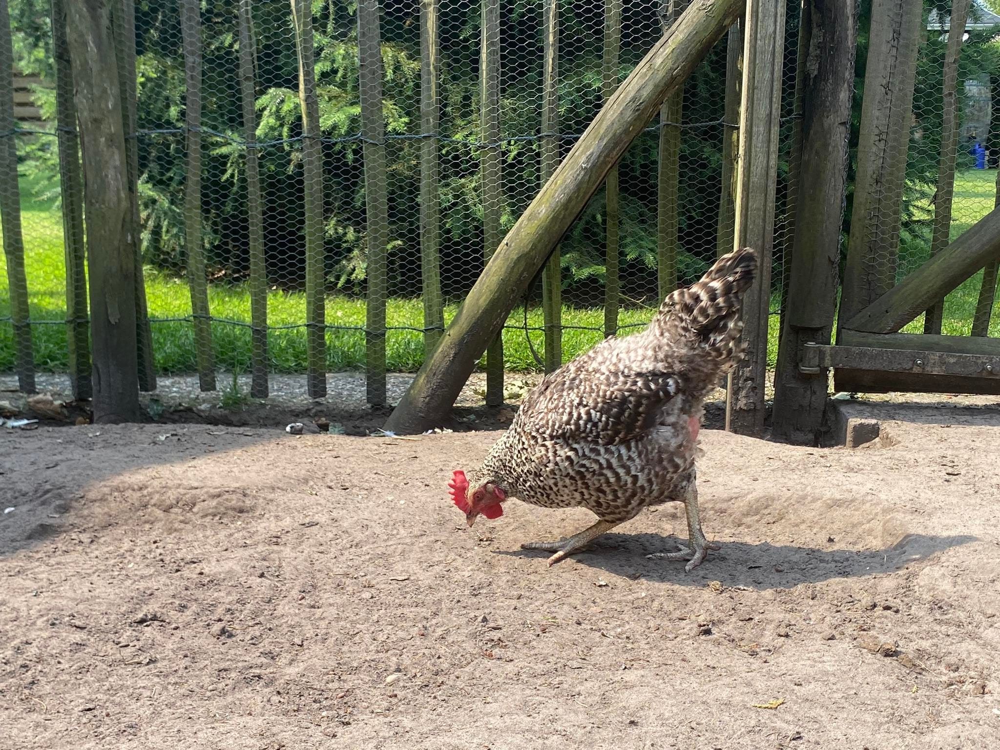 Sfeerbeeld van De Groninger Zeeuw in Bellingwolde