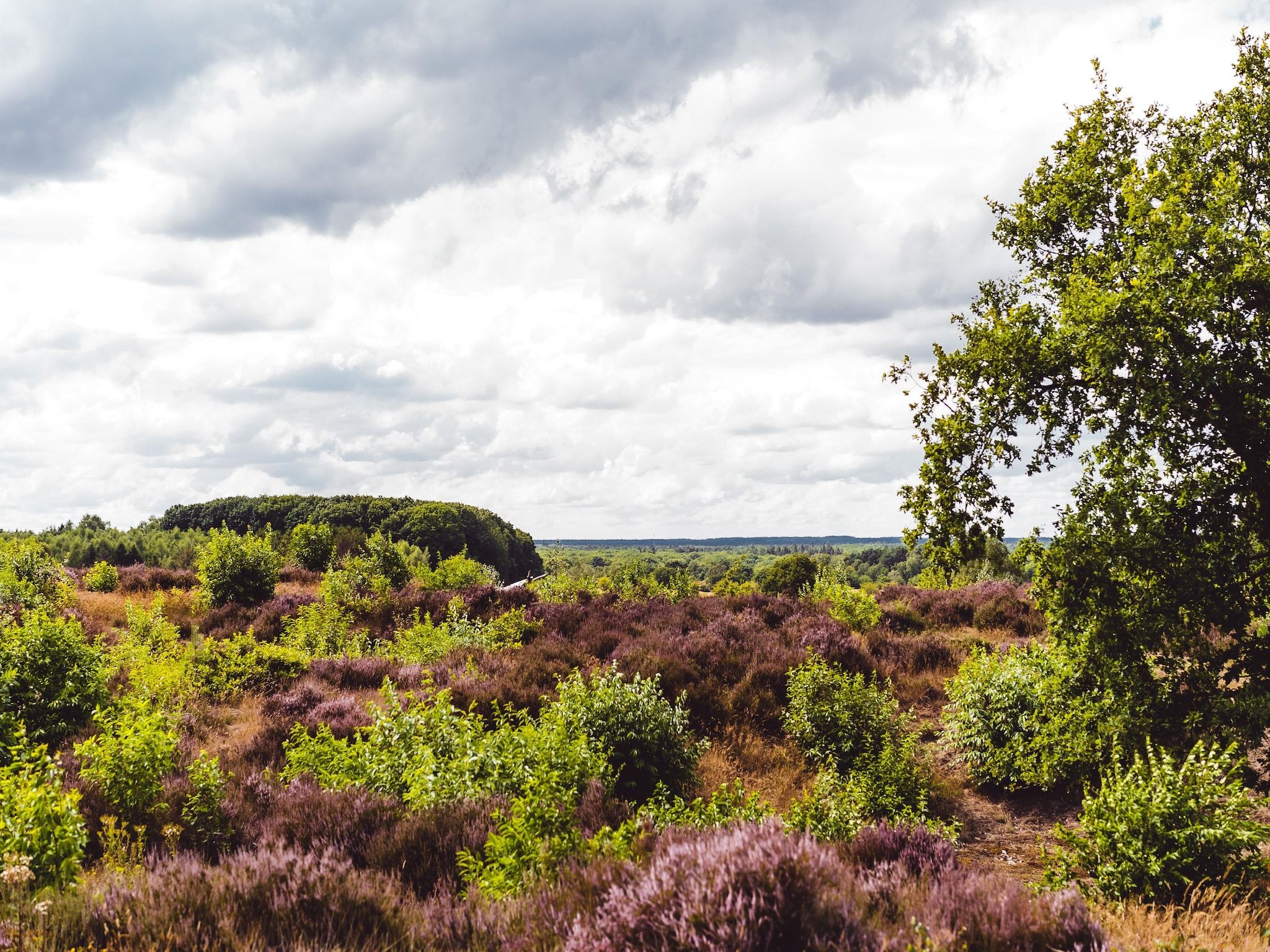 De omgeving van Bospark de Schaapskooi 5 in Wissel/Epe