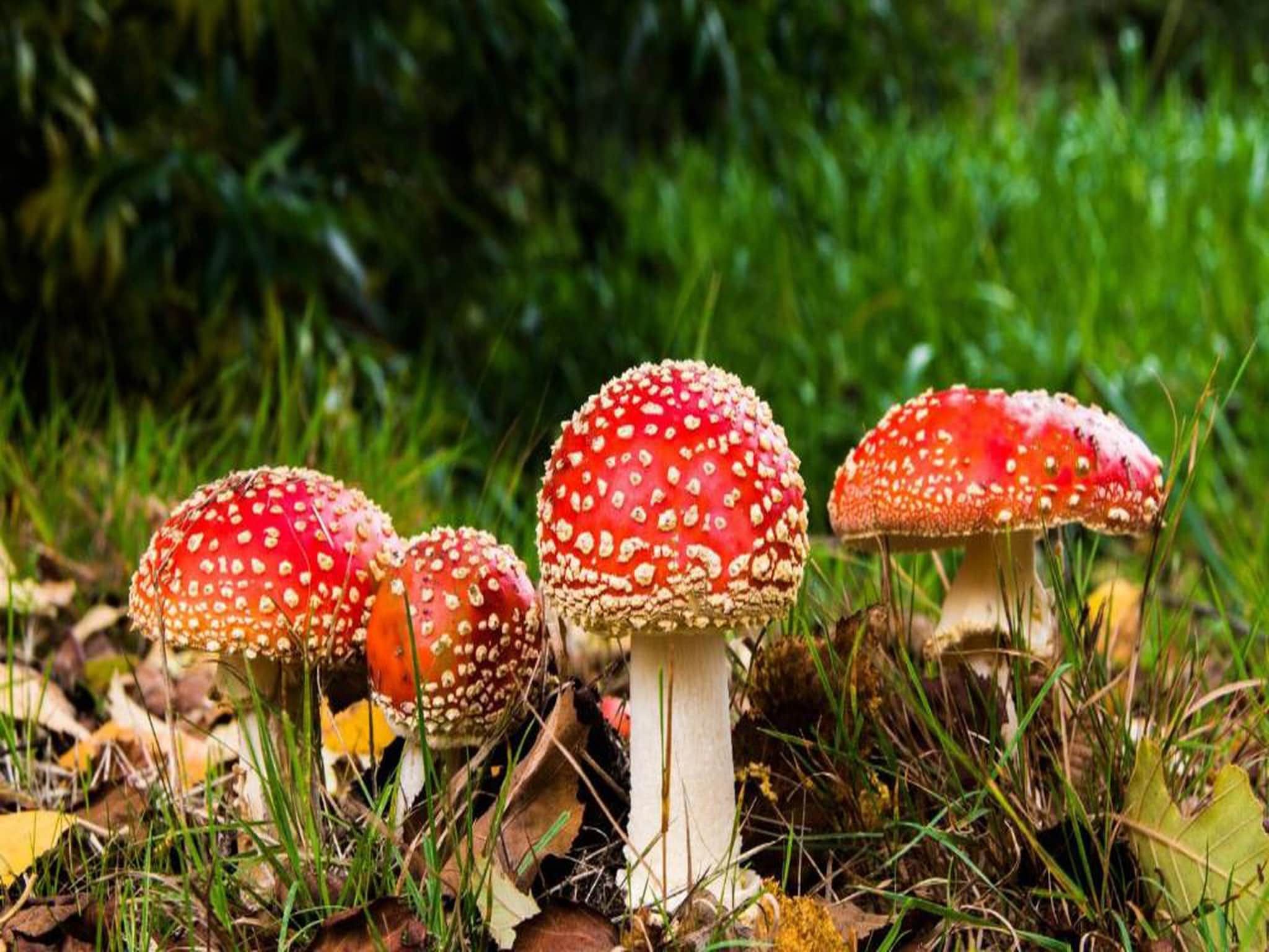 Bospark de Schaapskooi 5 in Wissel/Epe - Foto 32 van 39