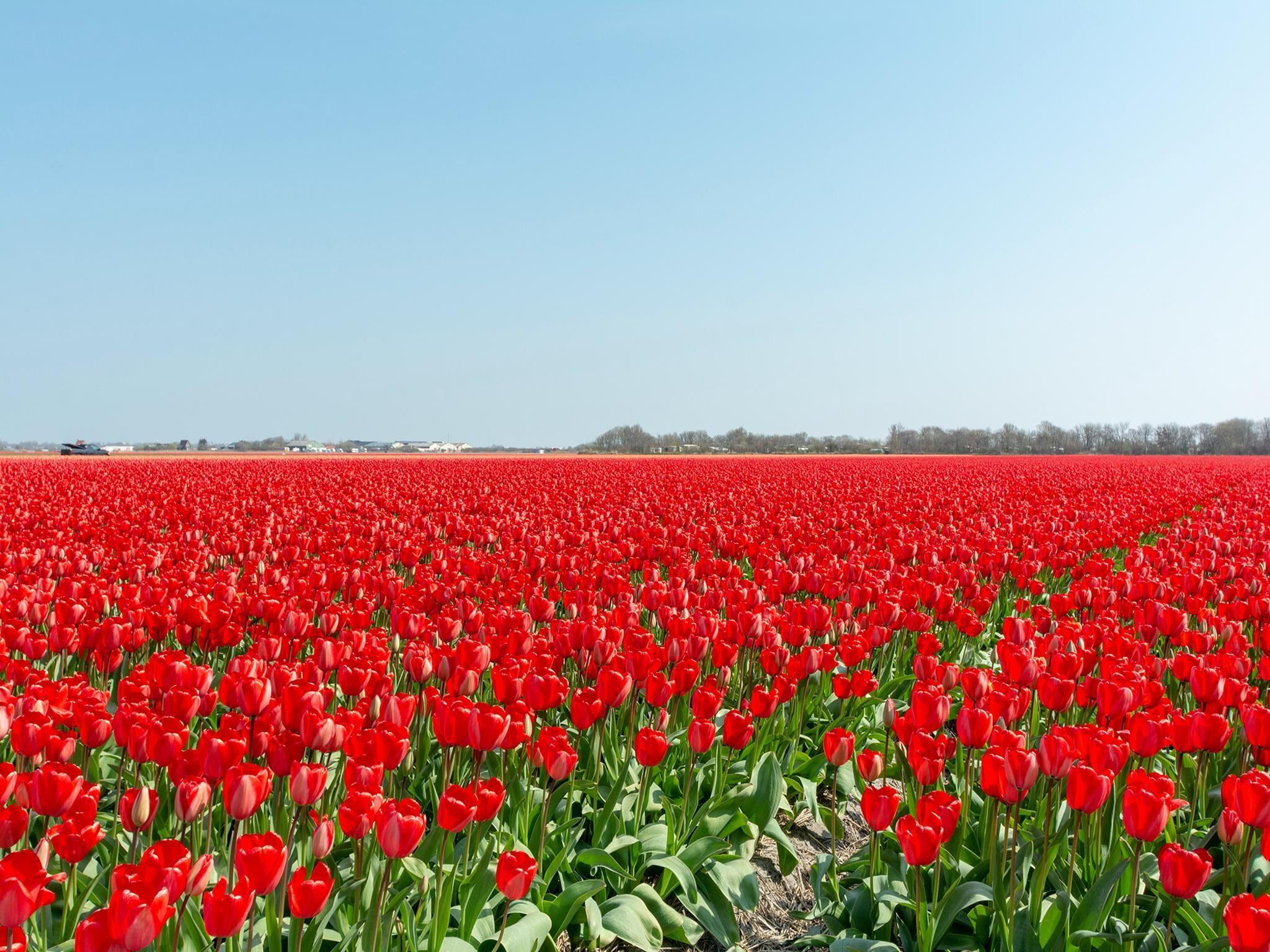 De omgeving van Suite Koeboet in Callantsoog