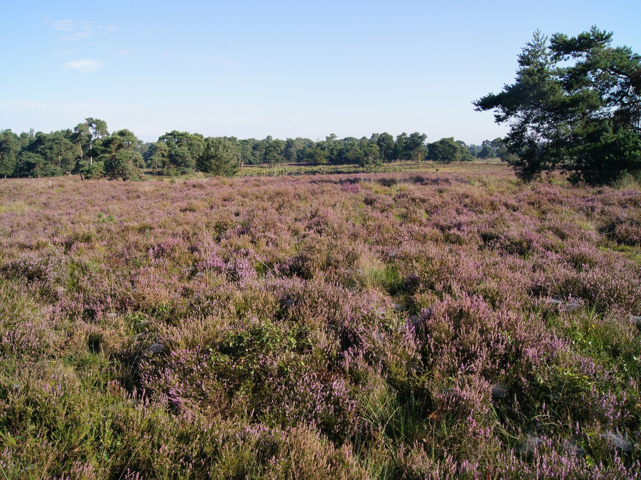 De omgeving van De Maaijen in Ulicoten