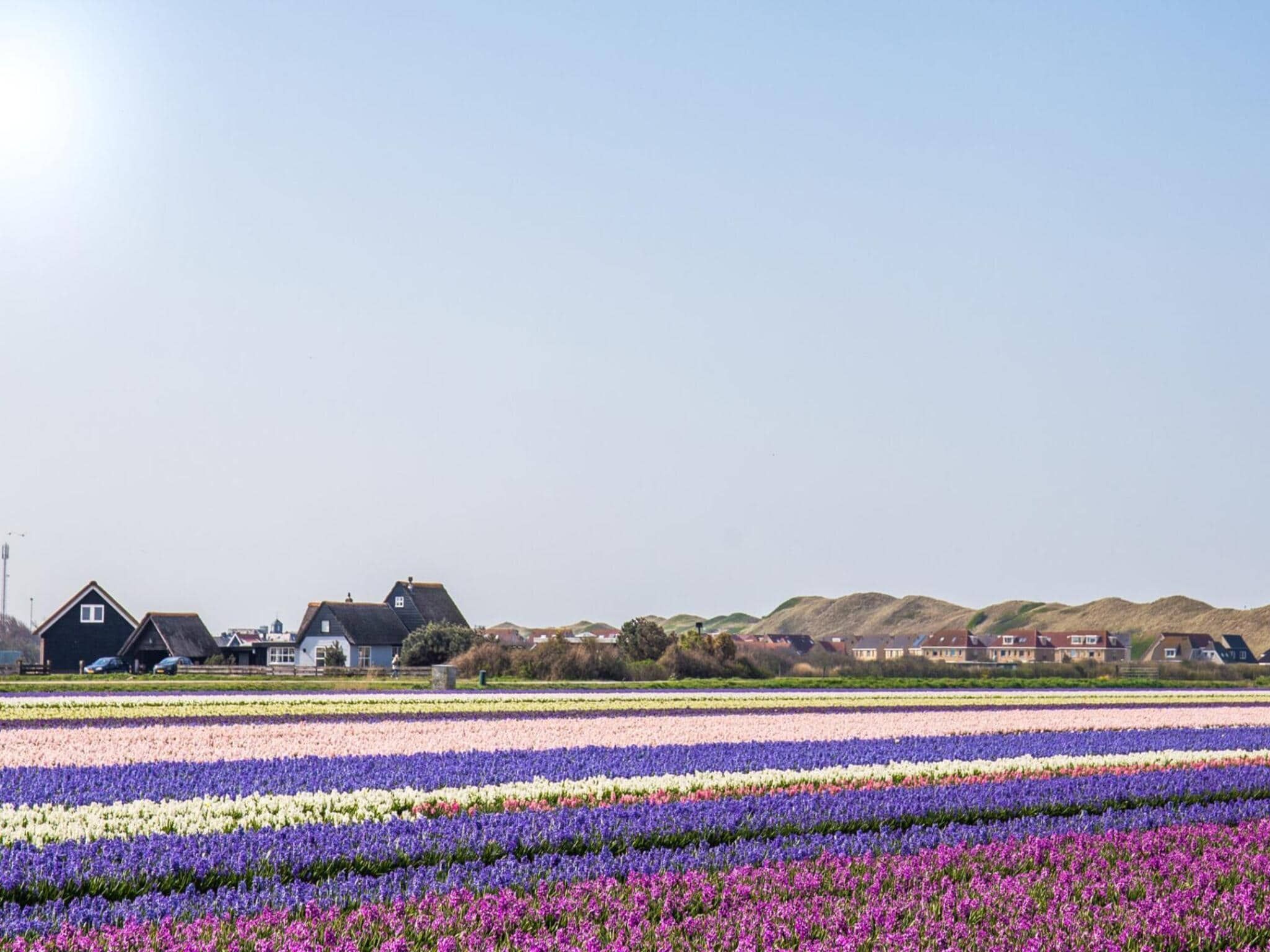 De omgeving van Appartement Dars in Callantsoog