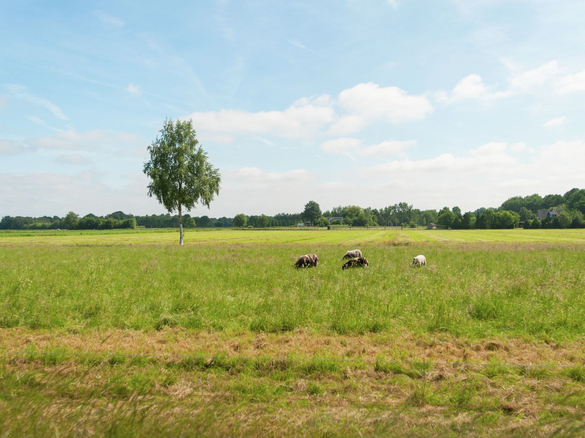 De omgeving van Haulervaart in Waskemeer