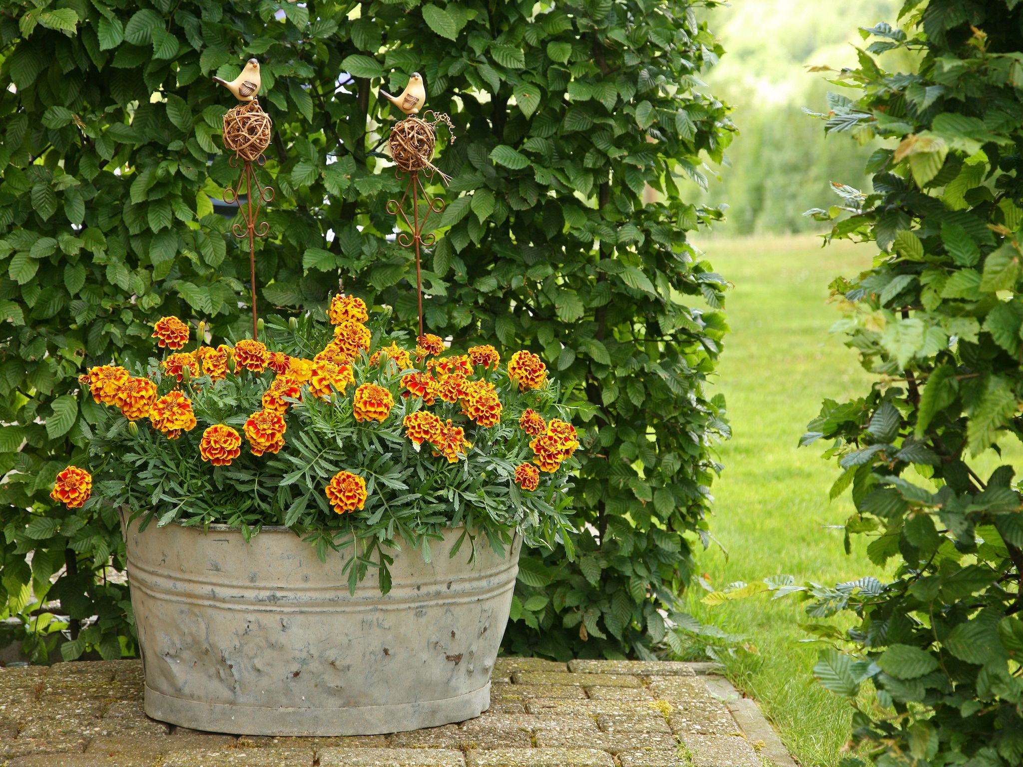 De tuin van Hoeve in gunne winkel 2 in Wijlre