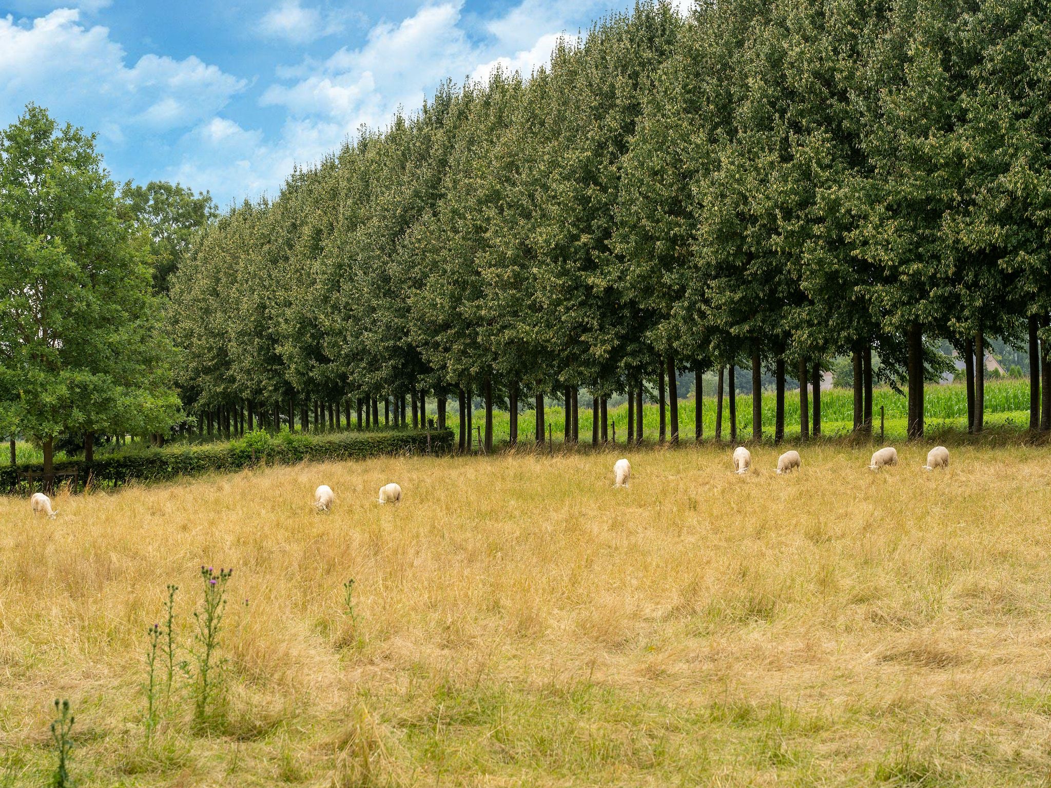 De omgeving van Koetshuis 't Geyn-Landgoed Noordenhoek in Deil