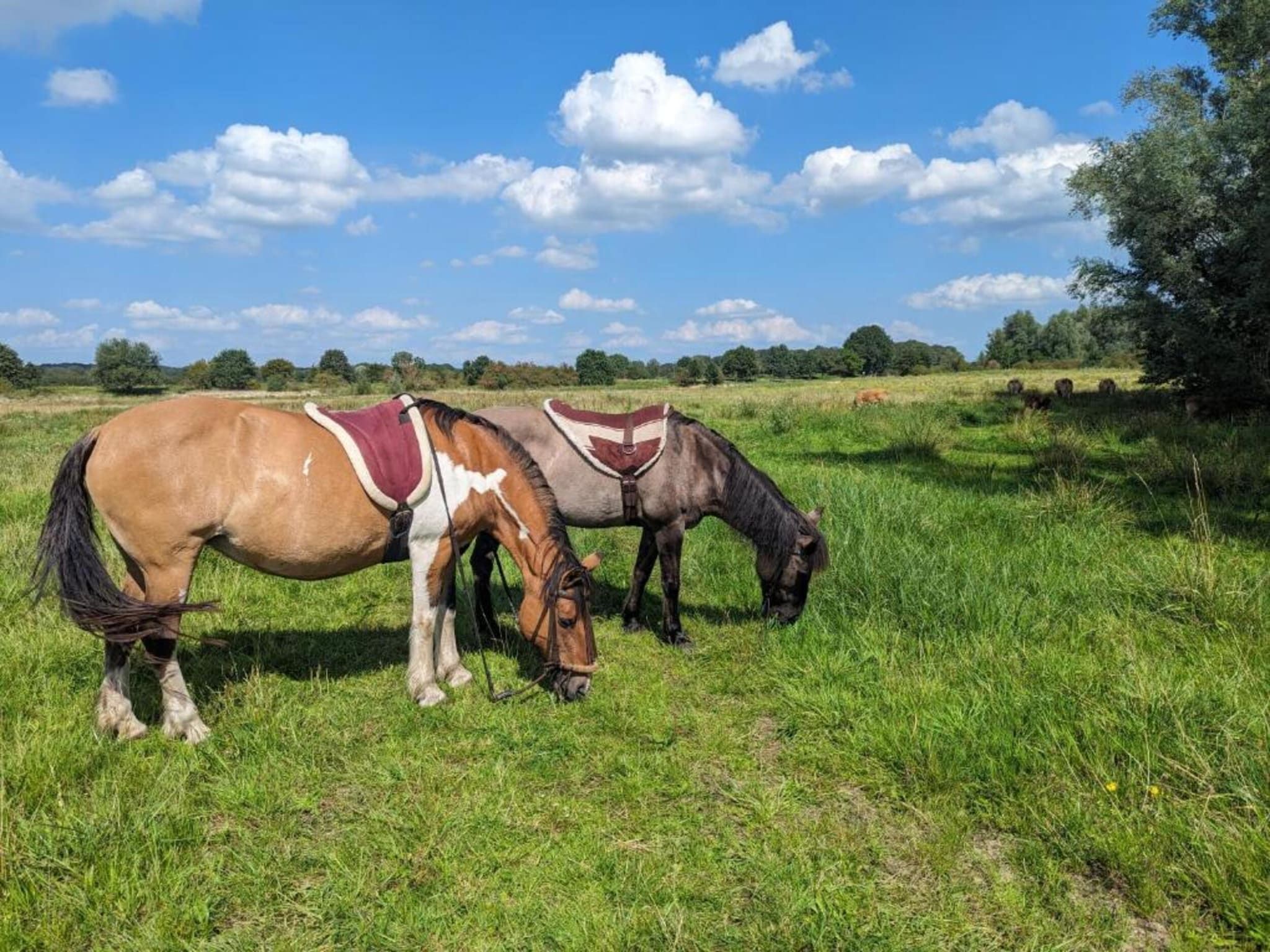 Vakantie bij Meeussen - Molendal 1 in Plasmolen - Foto 40 van 40