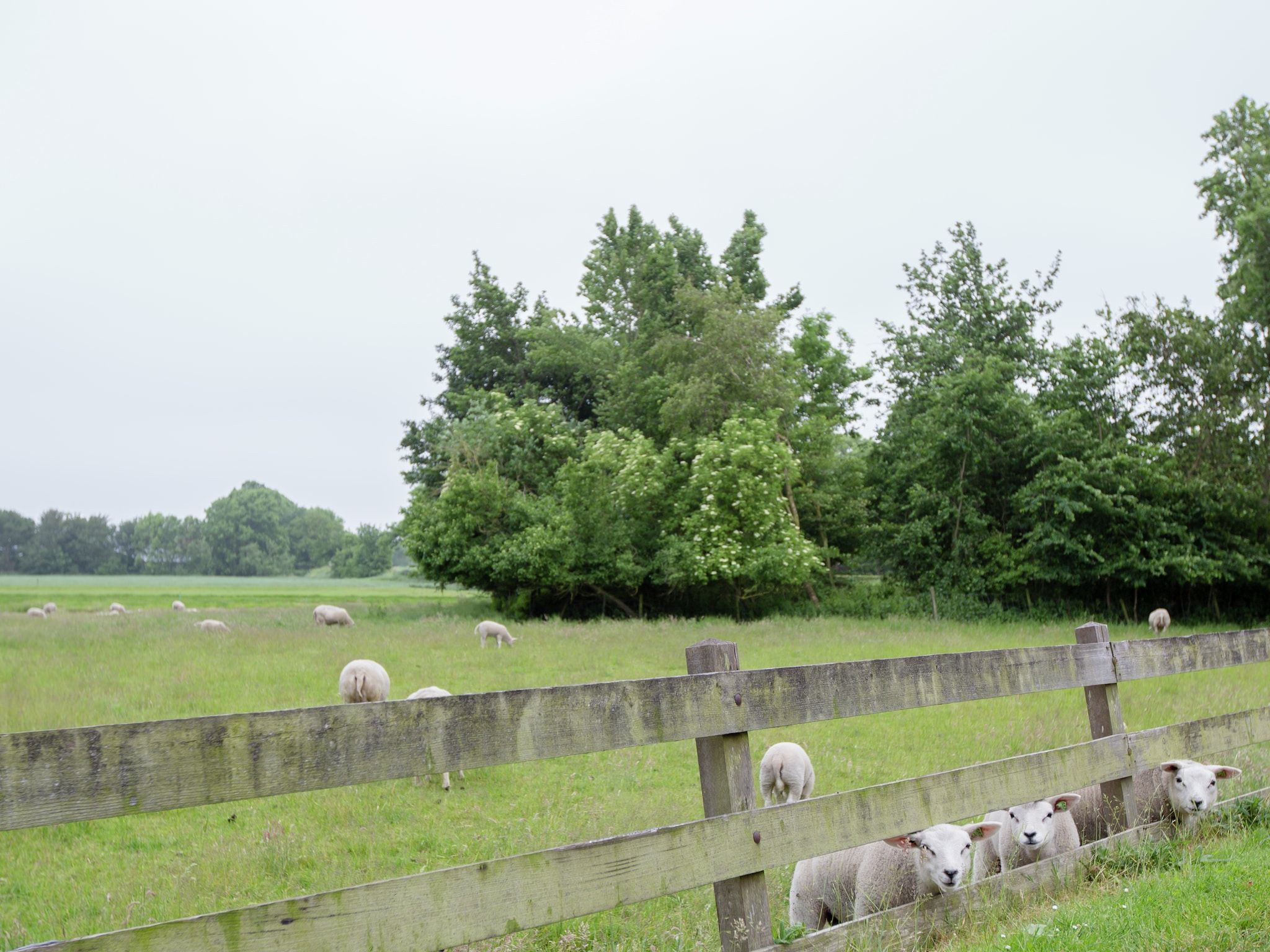 Het uitzicht vanaf De Goudsbloem in Molkwerum