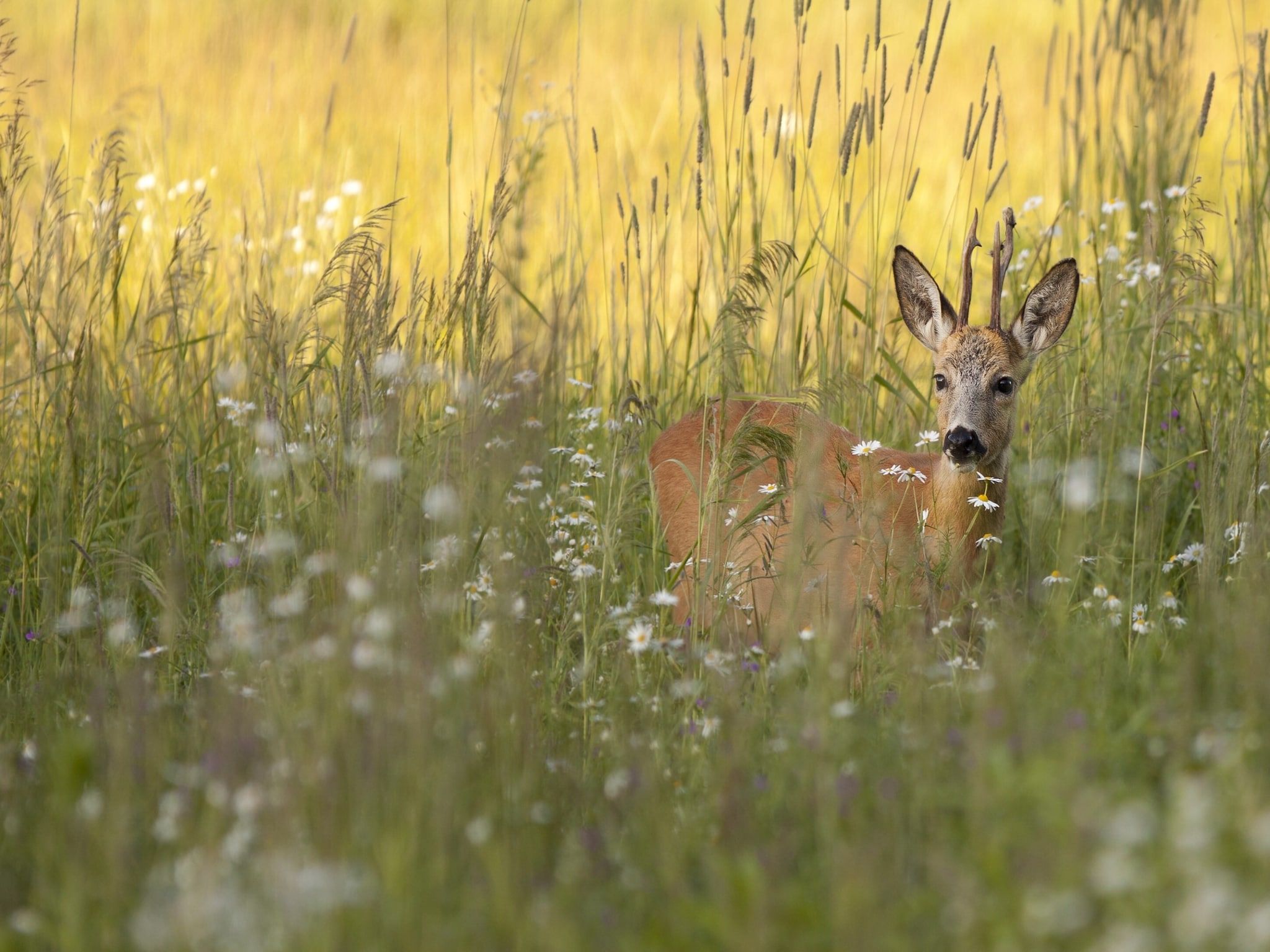 Vakantiepark Hunzedal 6 in Borger - Foto 34 van 40