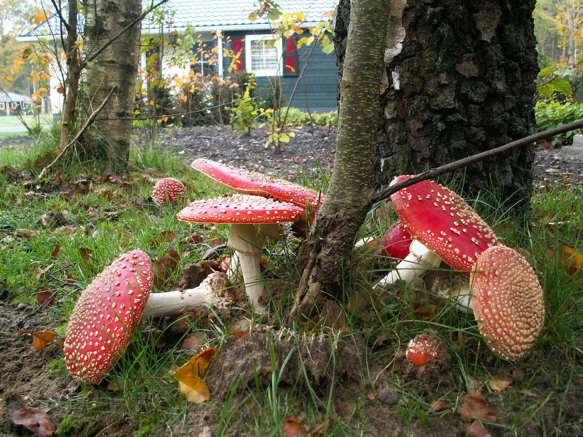 Buitenplaats Gerner 4 in Dalfsen - Foto 17 van 40
