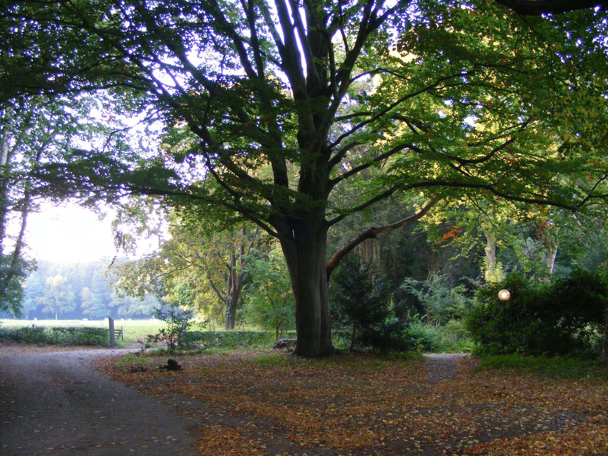 De omgeving van Landhuis de Linde in Nijensleek