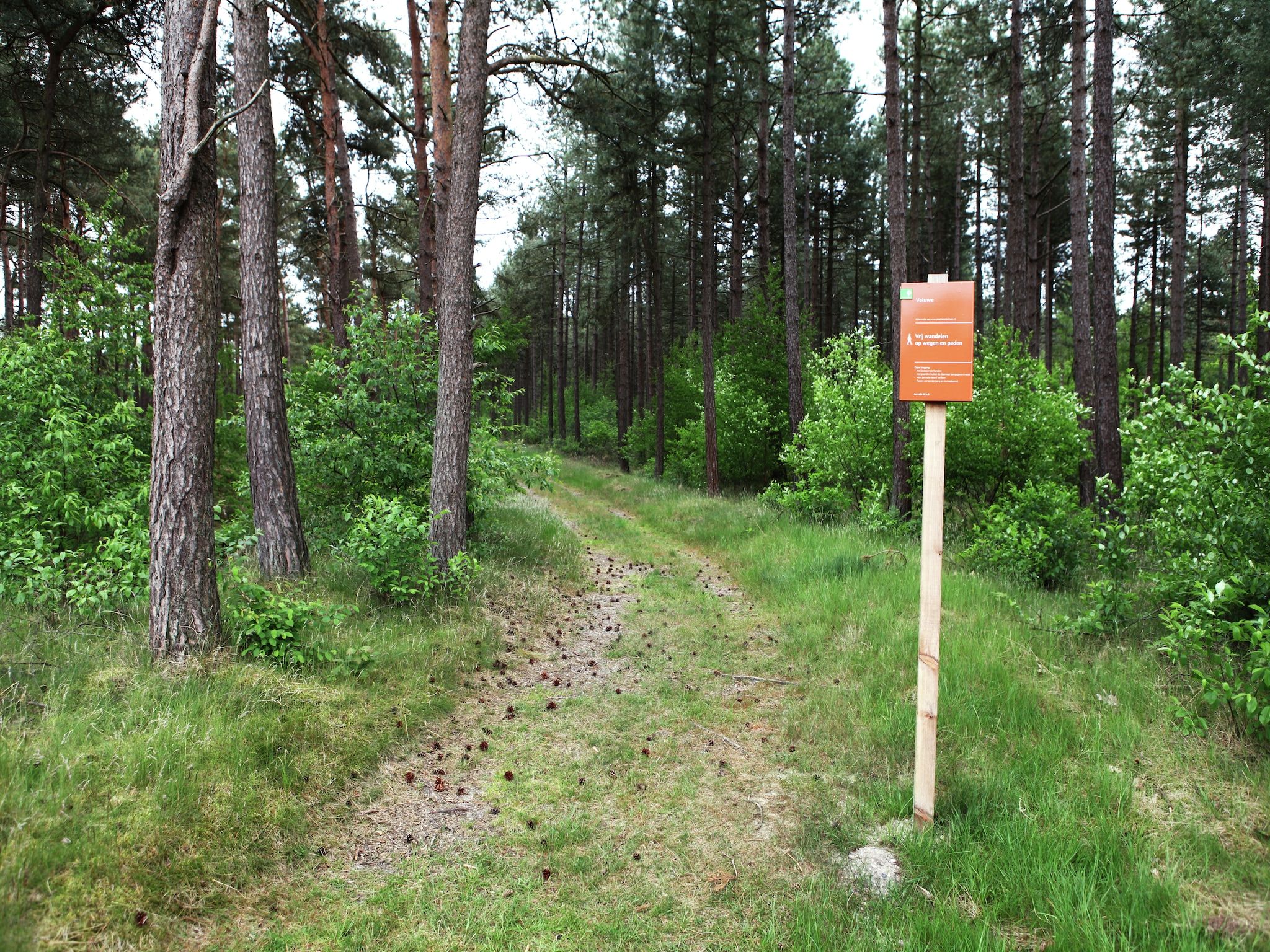 De omgeving van De grove den in Doornspijk
