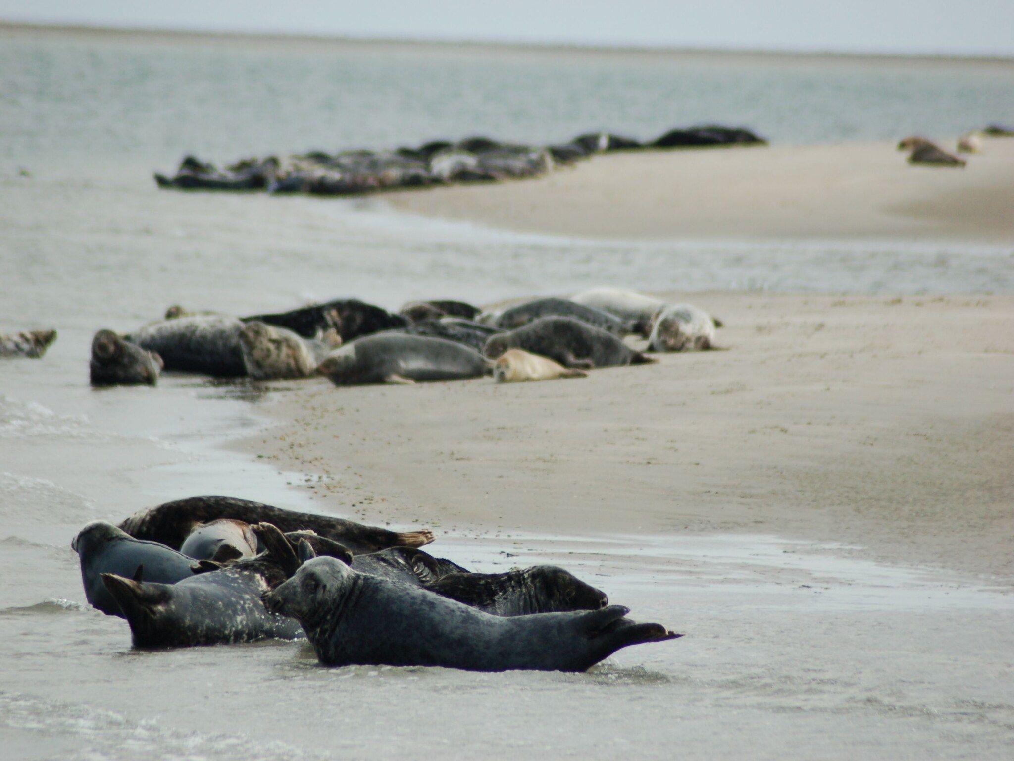 Bosch en Zee 4 in De Koog Texel - Foto 15 van 38