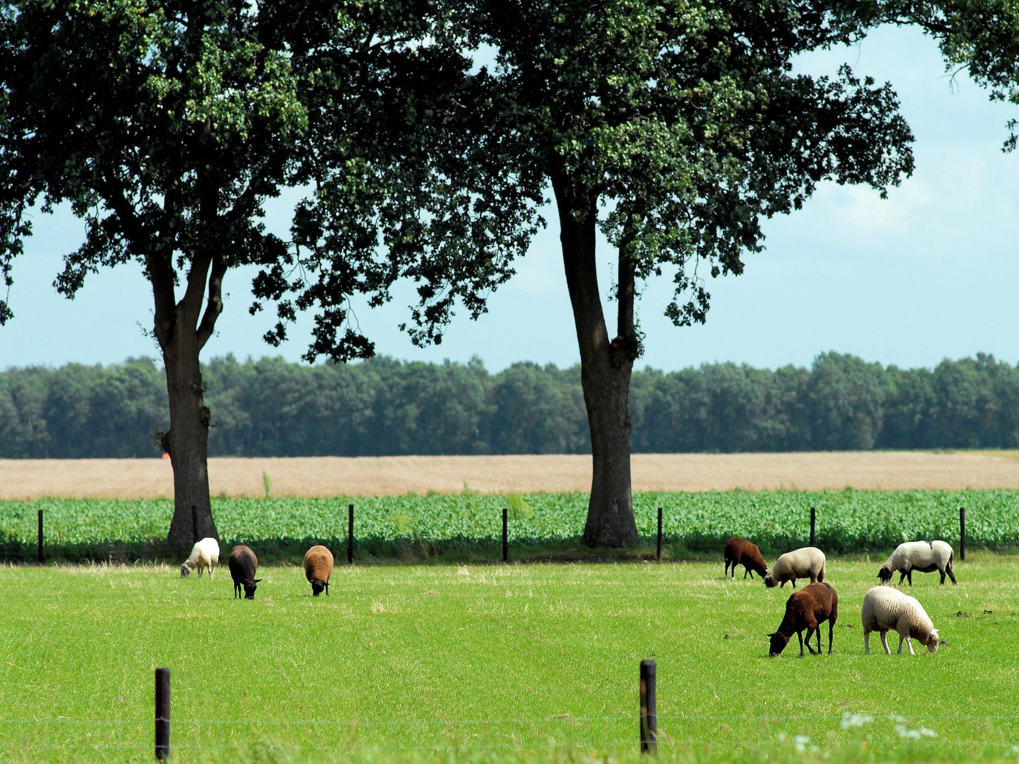 De omgeving van Het Drentse Wold 6 in Hoogersmilde
