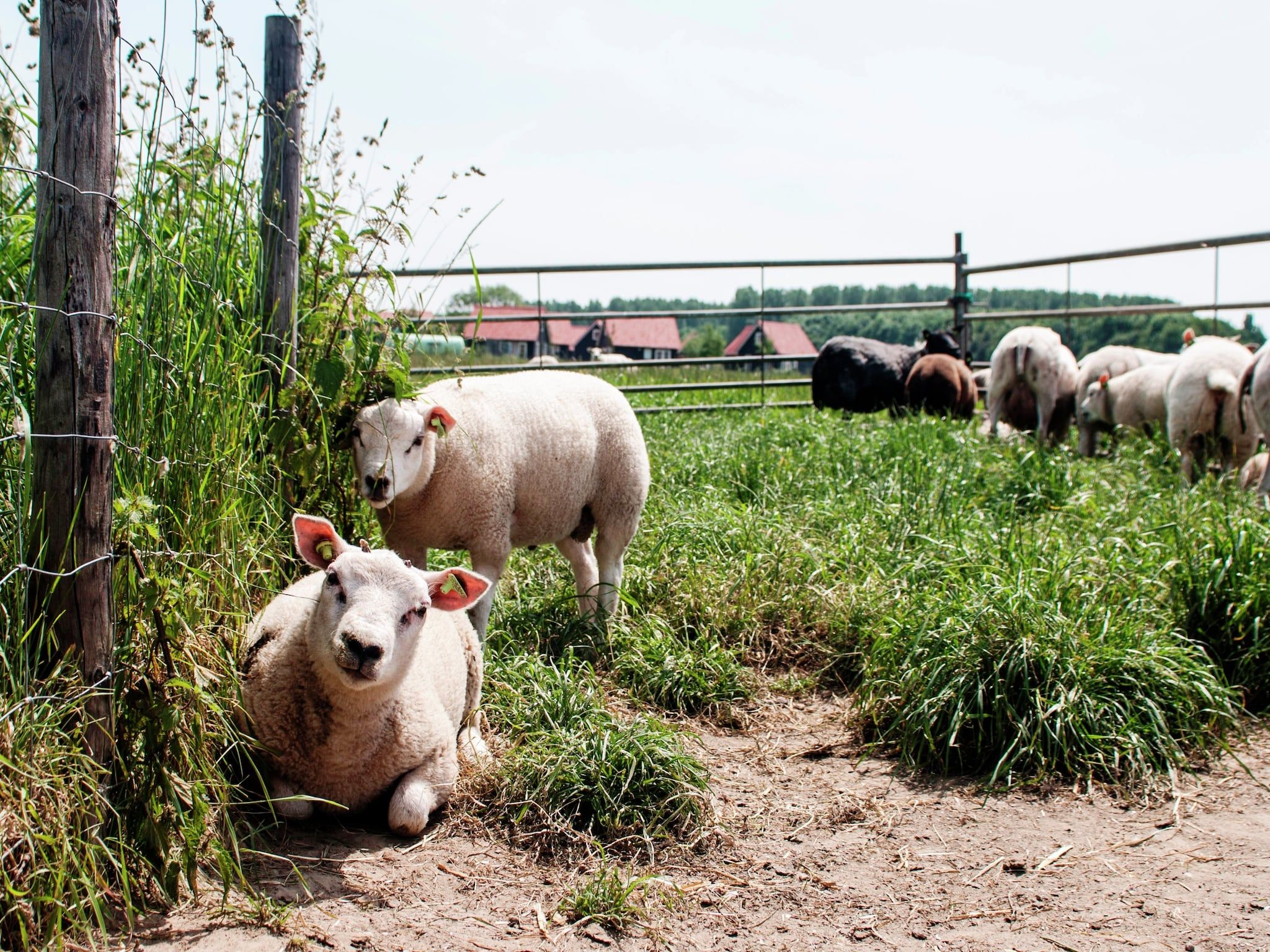 Sfeerbeeld van Recreatiepark de Stelhoeve 1 in Wemeldinge