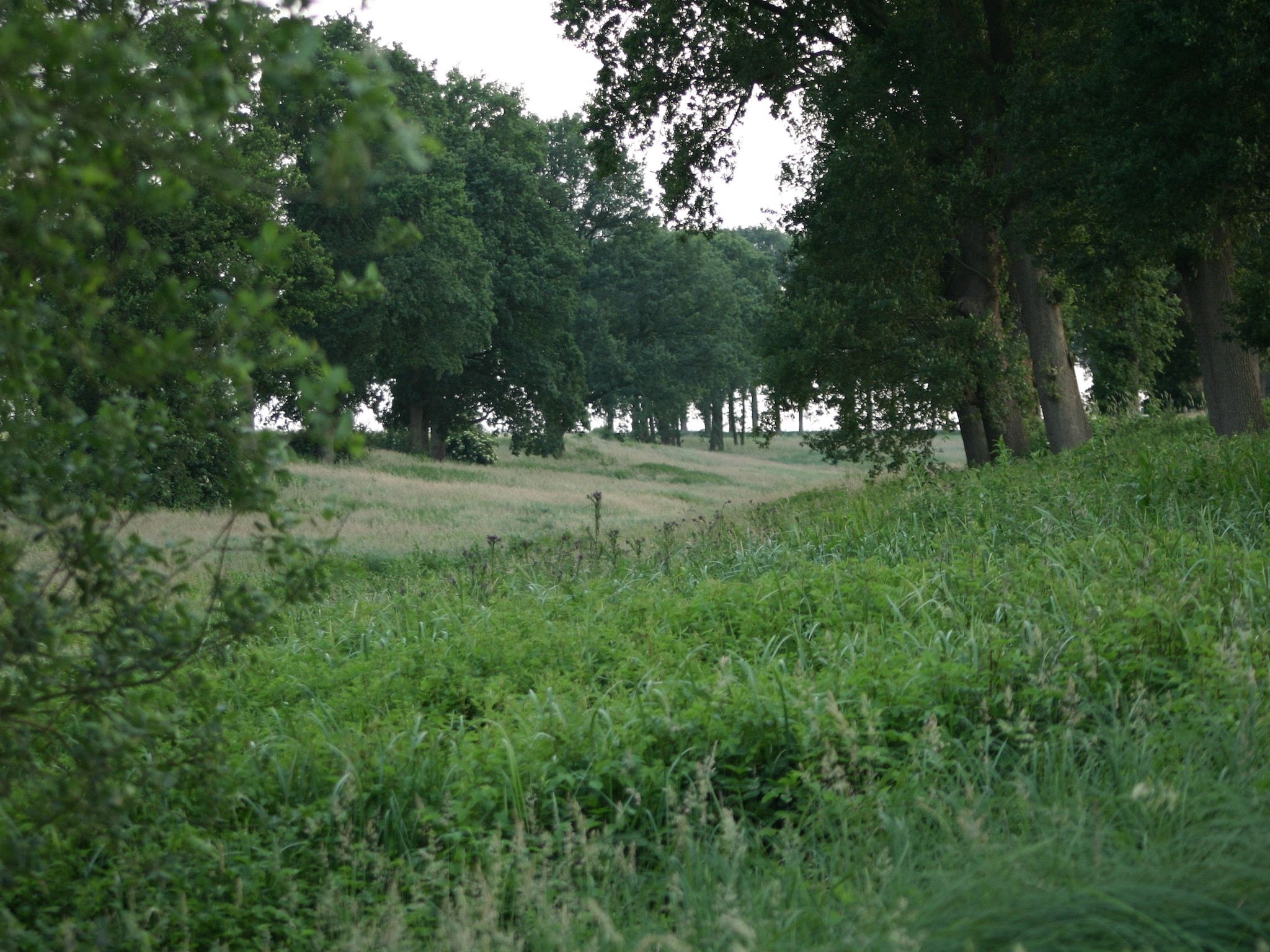 De omgeving van Chaletpark Kuiperberg 7 in Ootmarsum
