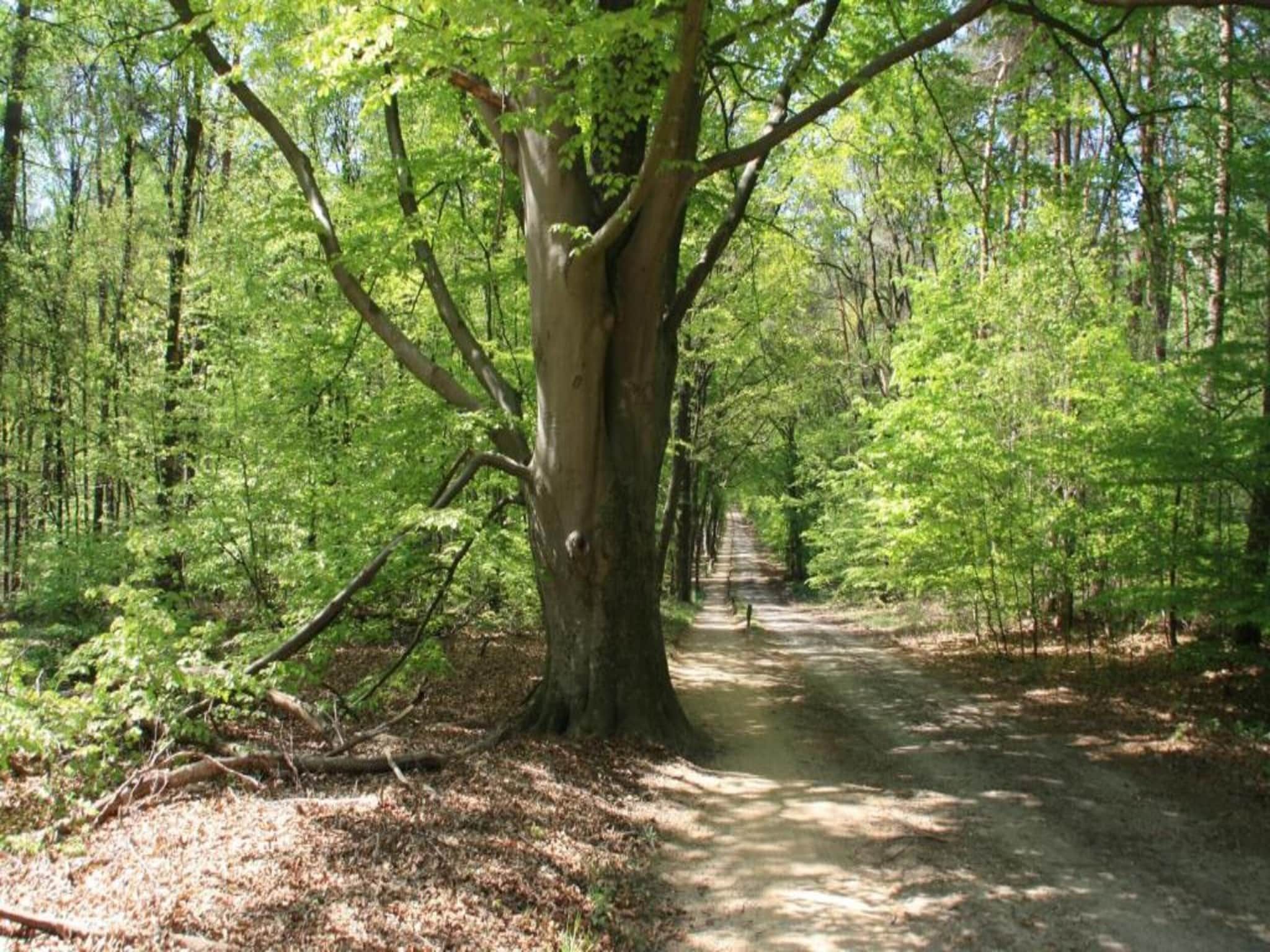 De omgeving van Chaletpark Kuiperberg 7 in Ootmarsum