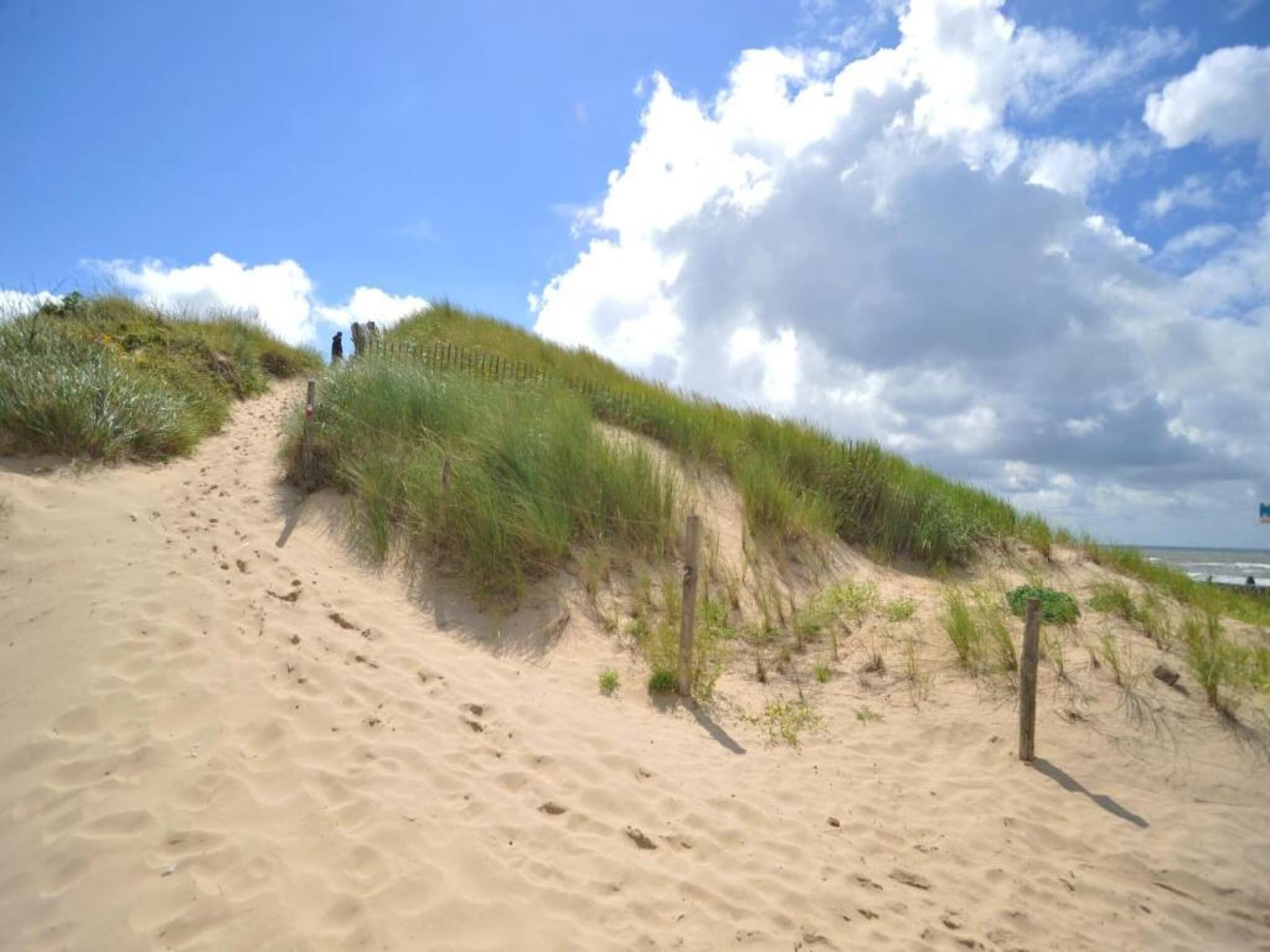Helmgras I in Egmond aan zee - Foto 22 van 40