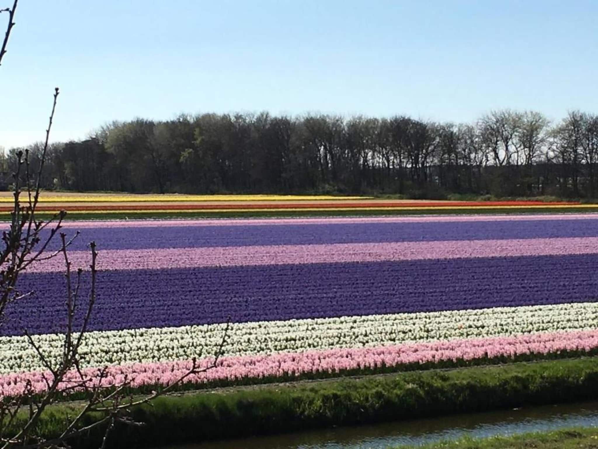 De omgeving van Cosa Nora in Noordwijkerhout