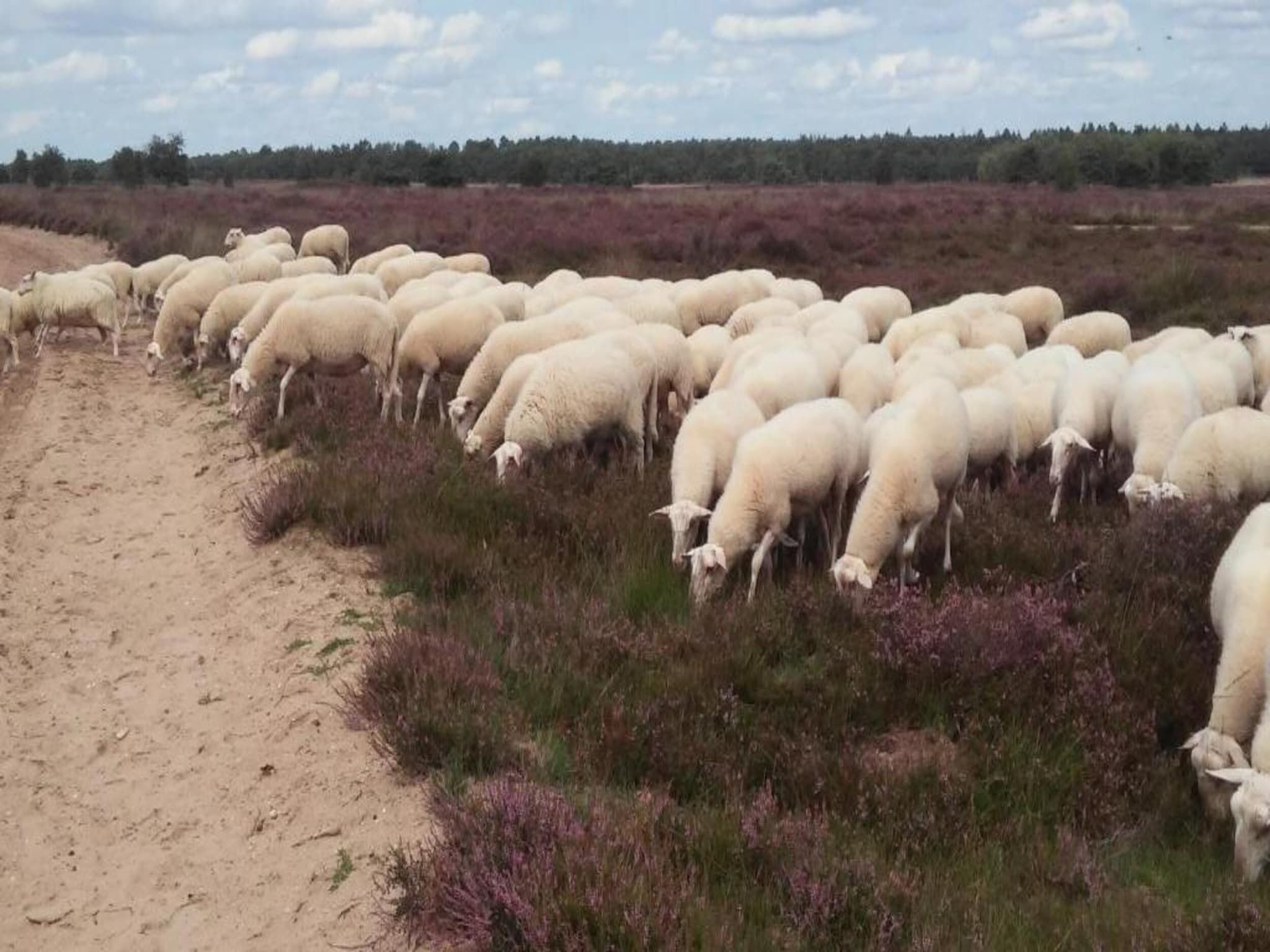 Landgoed De IJsvogel 3 in Voorthuizen - Foto 34 van 40