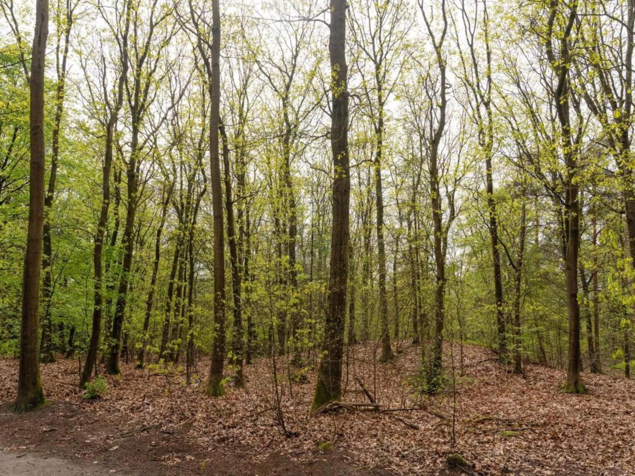 Landgoed De IJsvogel 2 in Voorthuizen - Foto 32 van 40
