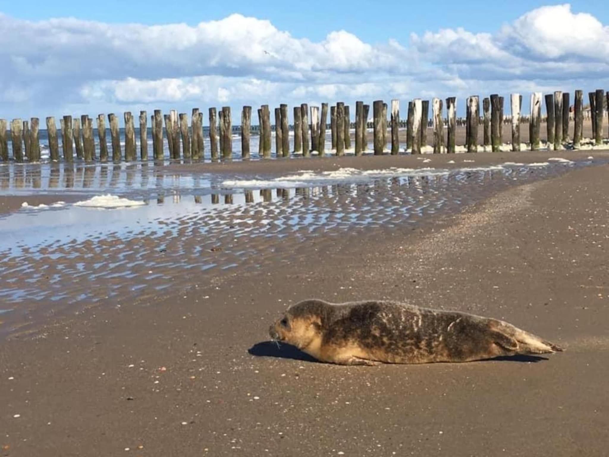 Résidence Wijngaerde 8 in Domburg - Foto 38 van 40