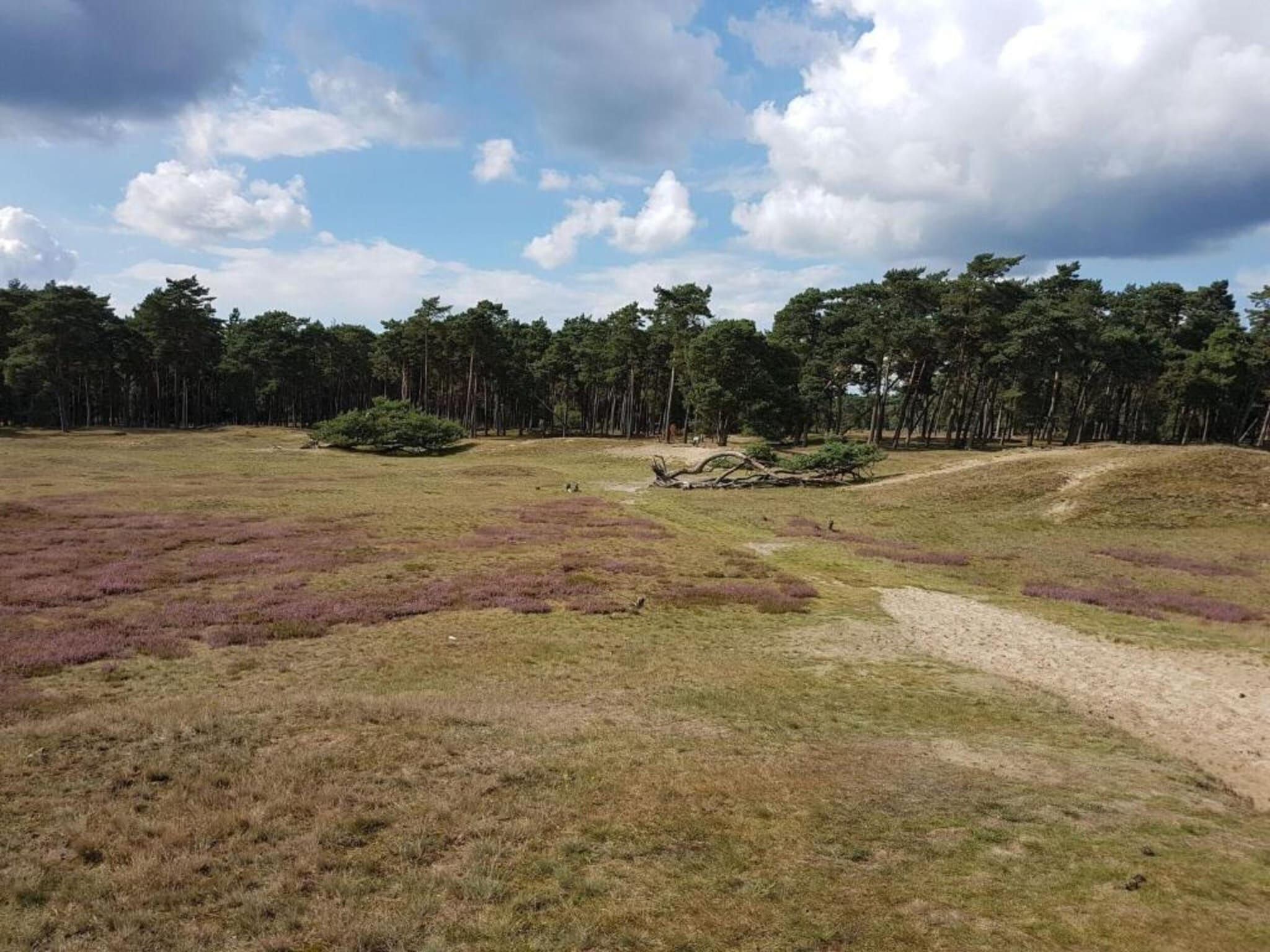 De omgeving van Hof van Salland 5 in Hellendoorn