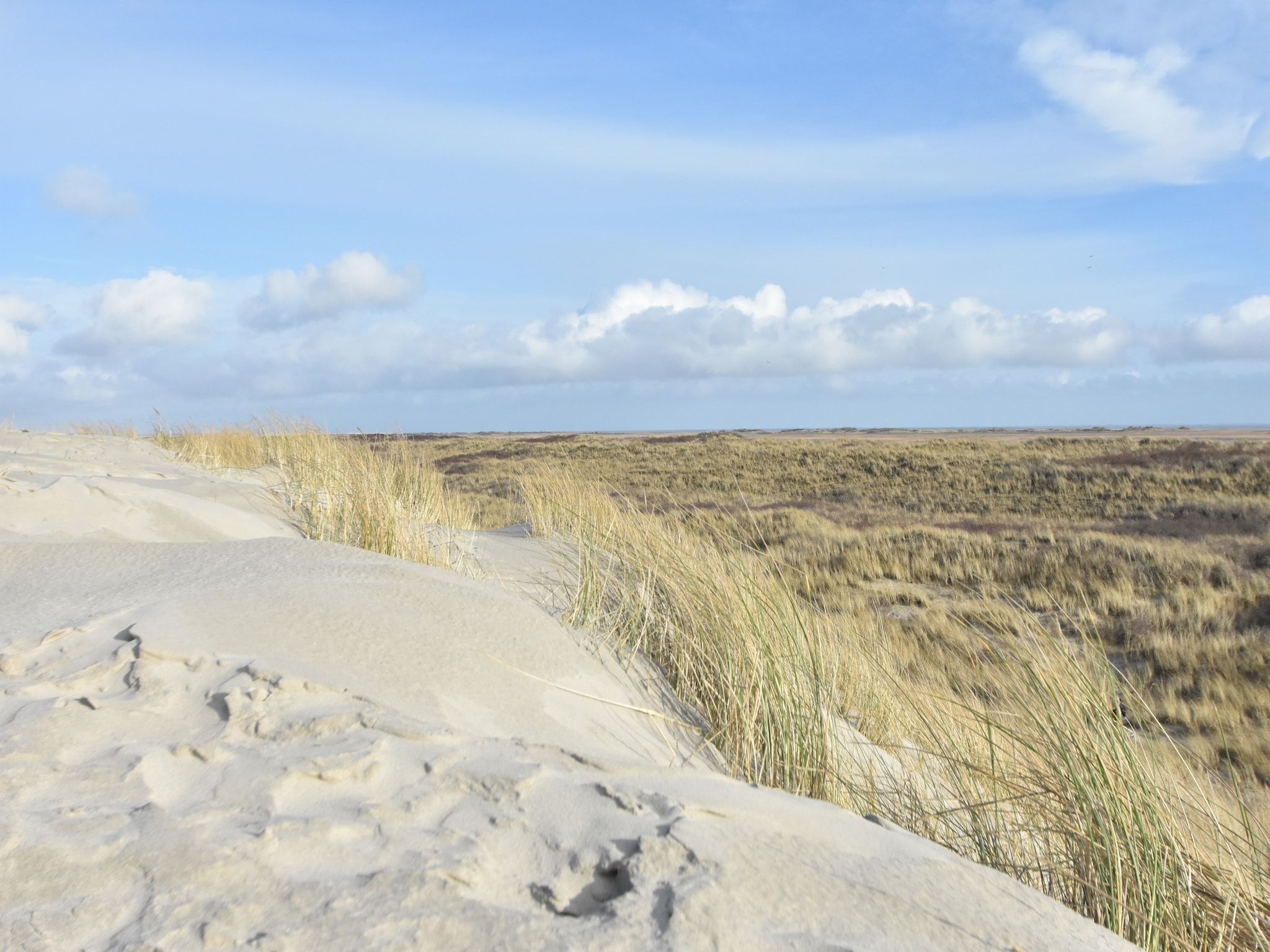 Duindroom op Terschelling in Midsland Terschelling - Foto 25 van 40