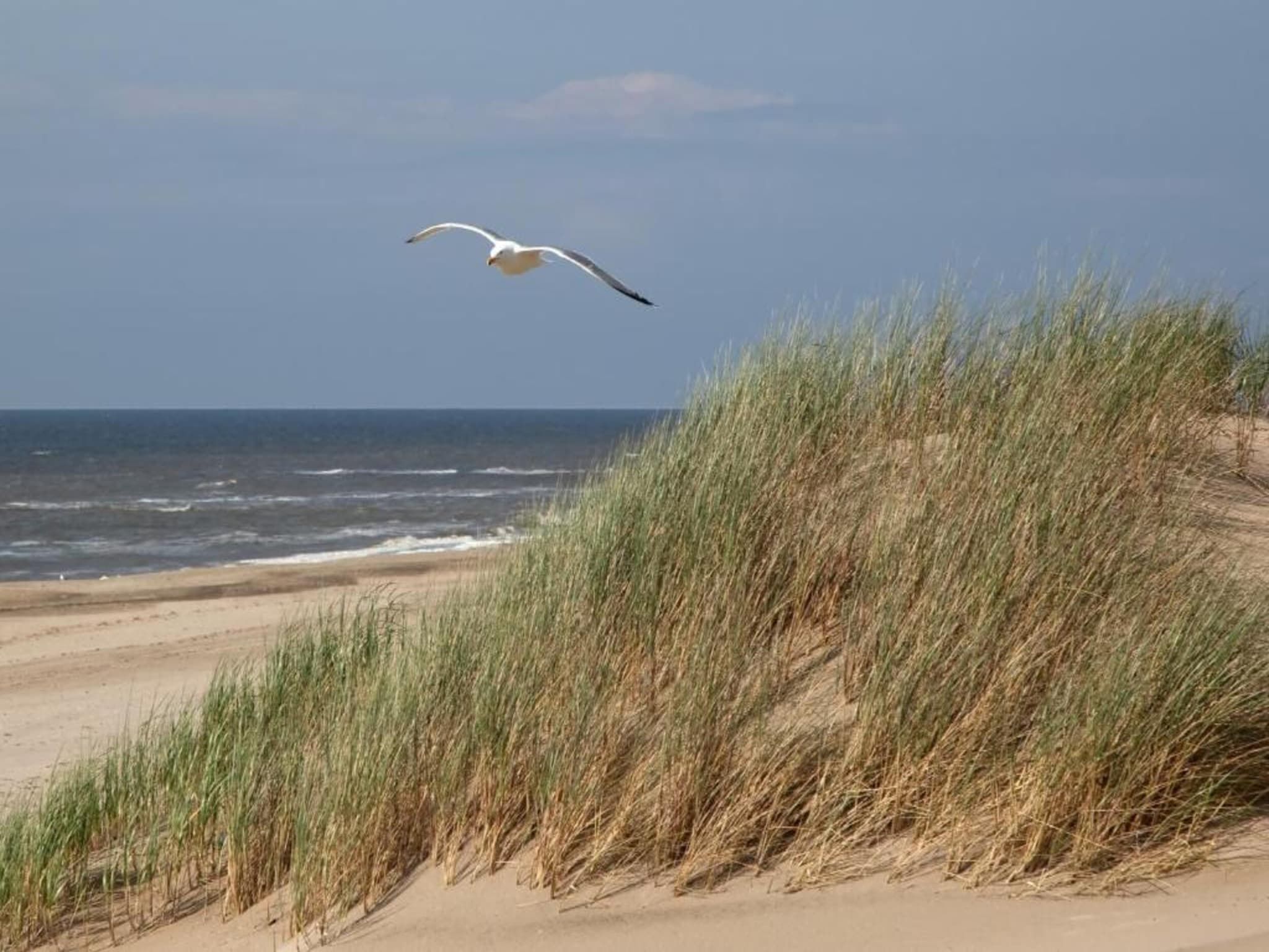 Searose in Noordwijk - Foto 34 van 40