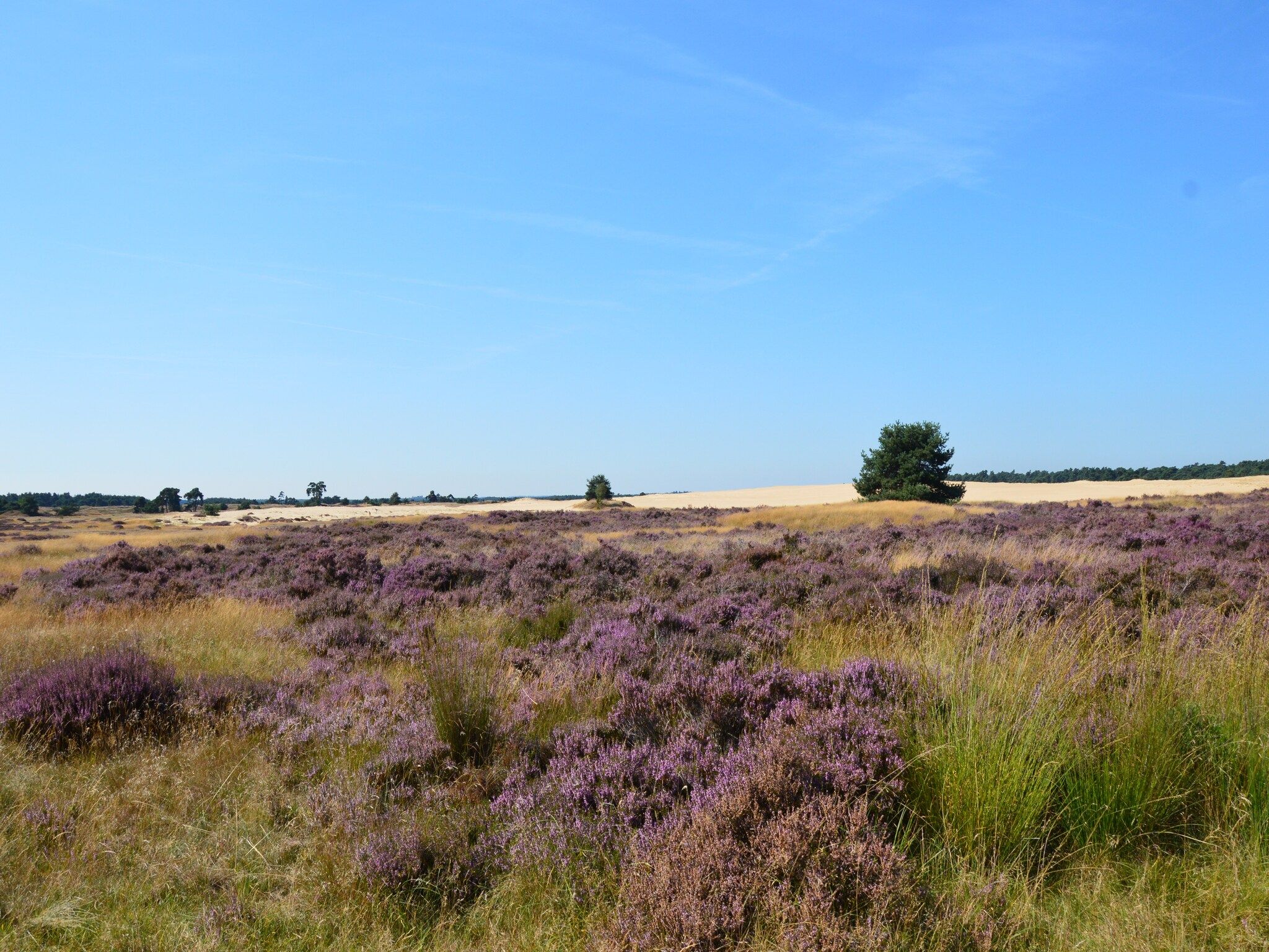 Poort naar de Veluwe in Voorthuizen - Foto 29 van 40