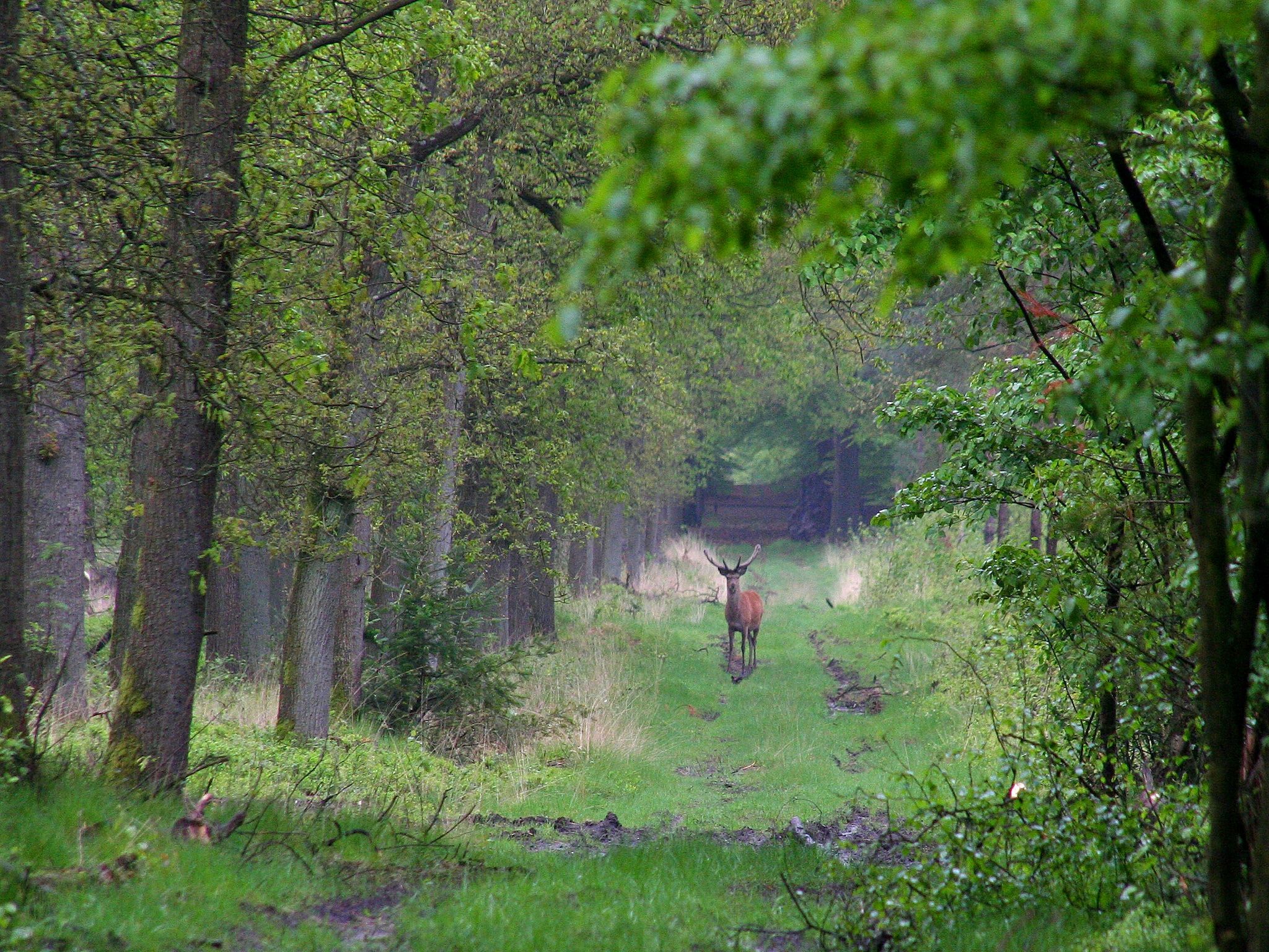 Poort naar de Veluwe in Voorthuizen - Foto 34 van 40