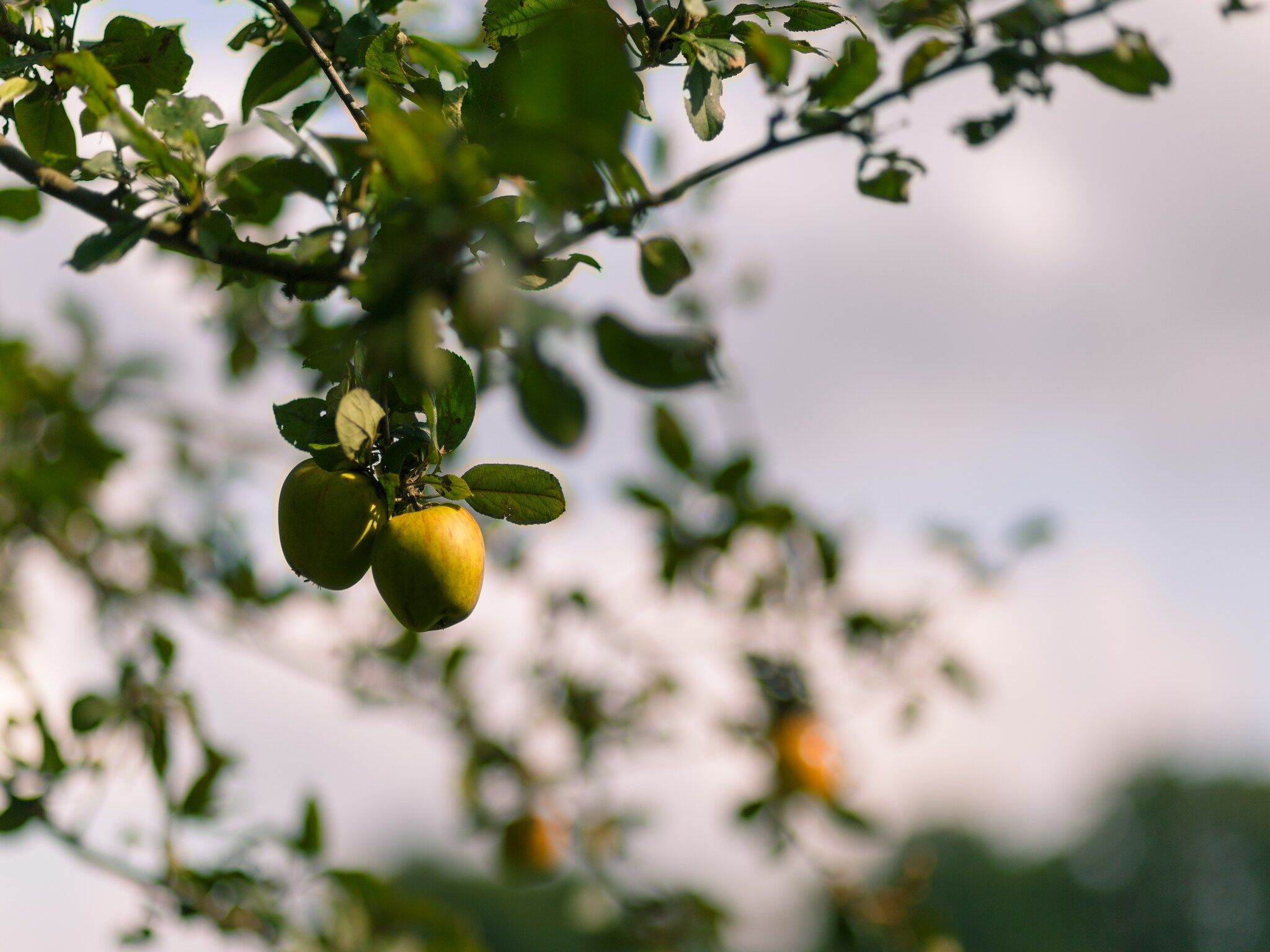 Sfeerbeeld van Landrijk de Reesprong 2 in Buurse