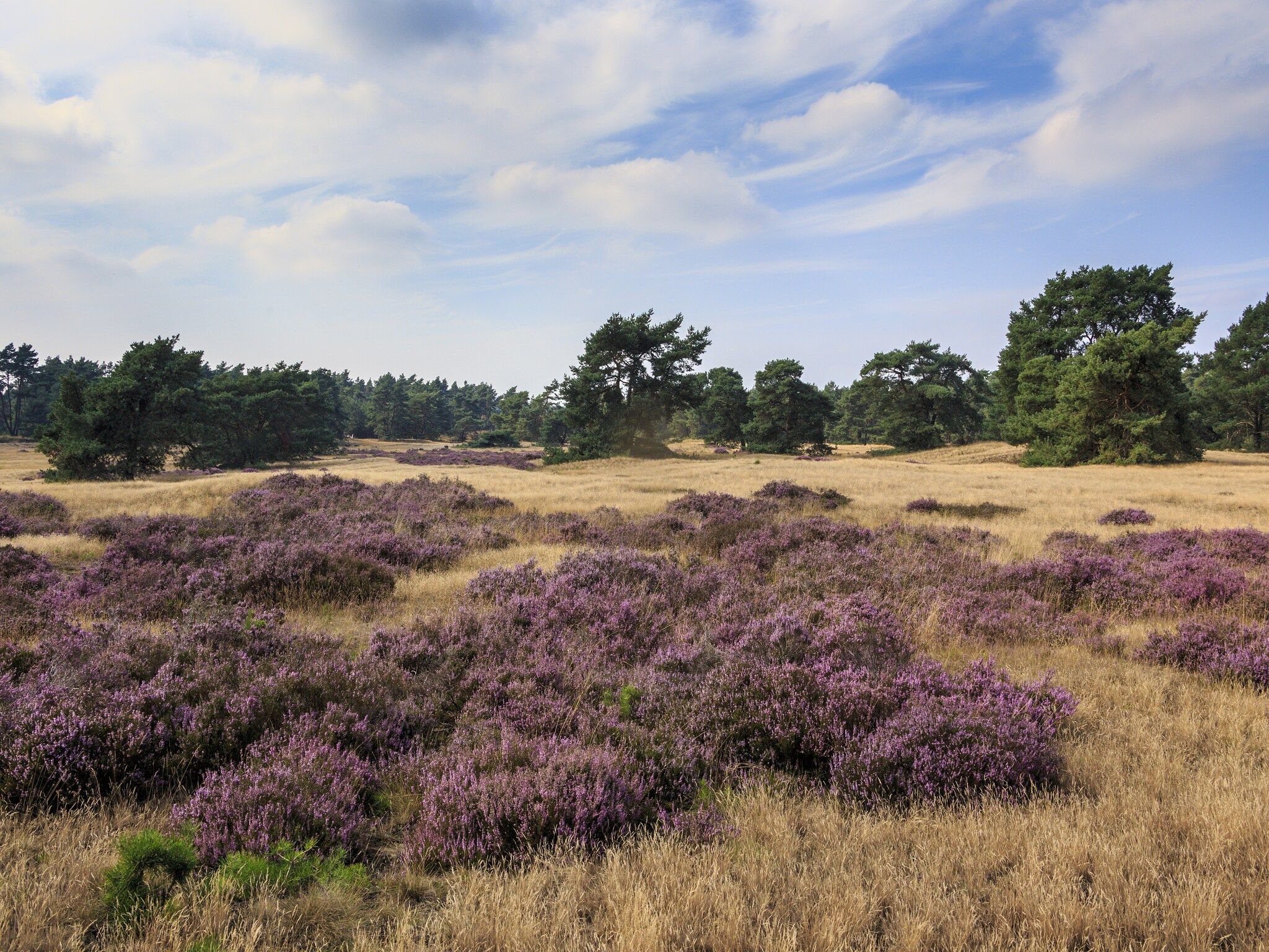 De omgeving van Recreatiepark de Boshoek 11 in Voorthuizen