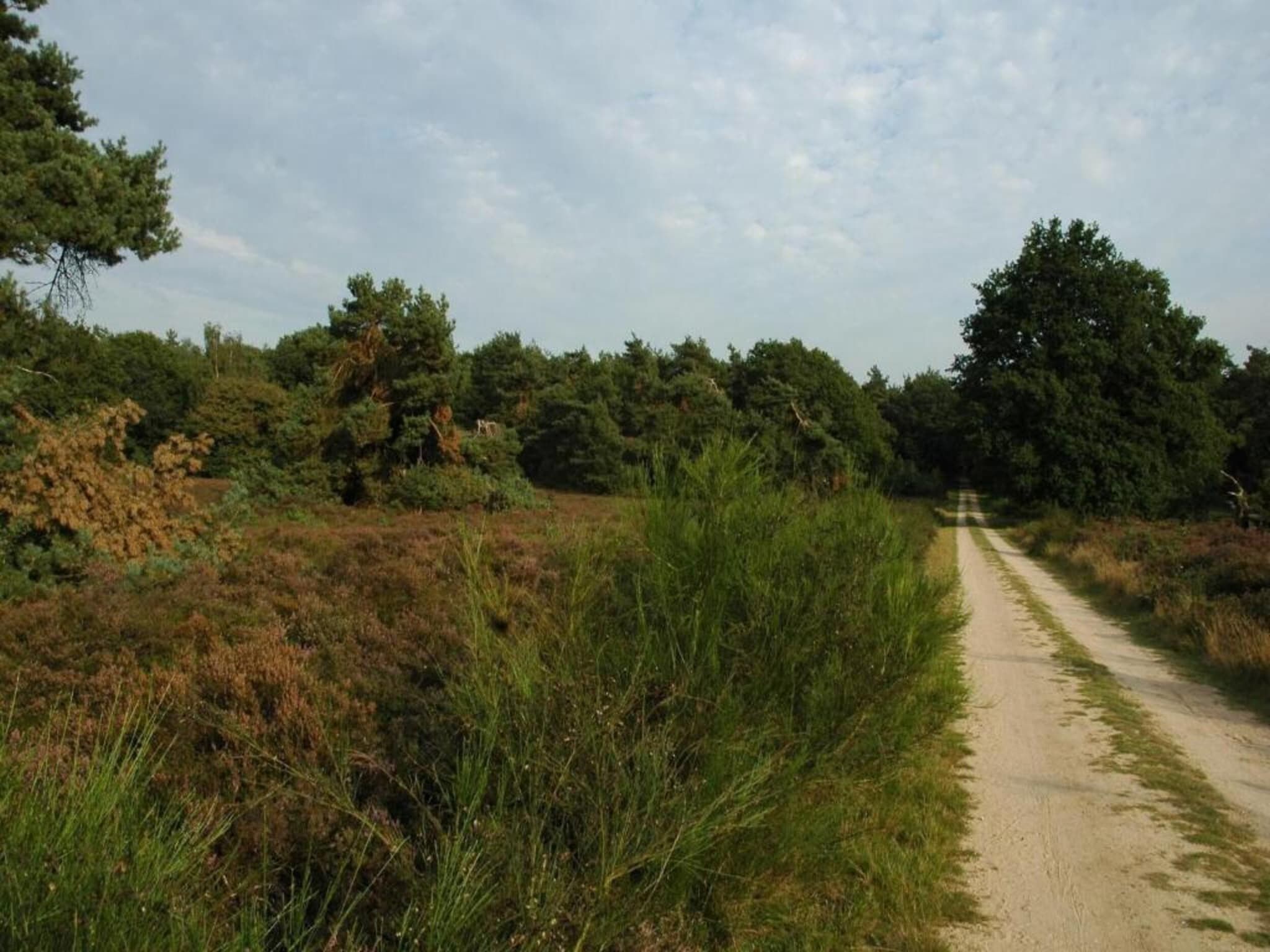Recreatiepark de Boshoek 13 in Voorthuizen - Foto 38 van 38