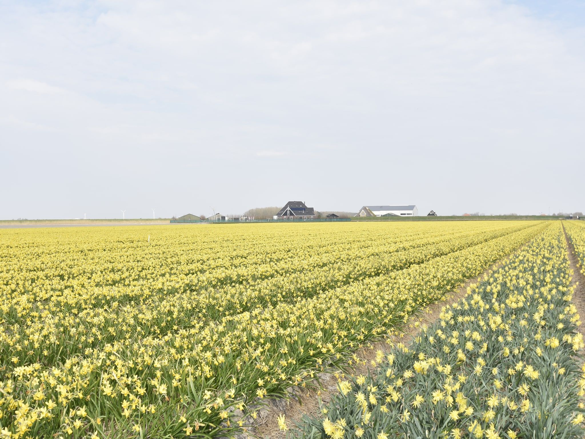 Het uitzicht vanaf Hazenborgh - Studio Vloed in Callantsoog