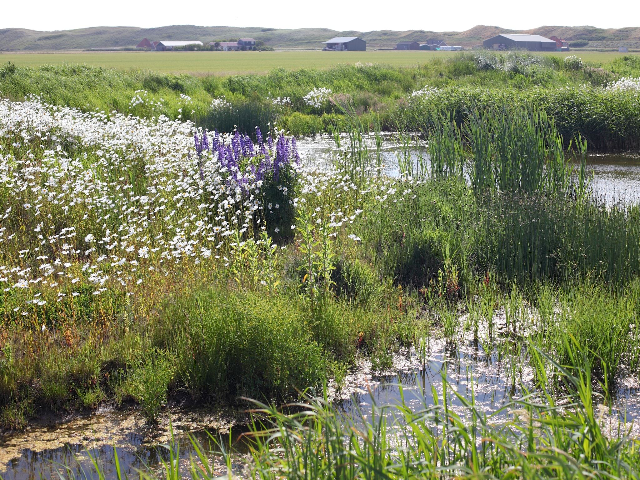 De omgeving van Vakantiepark Callassande 1 in Callantsoog