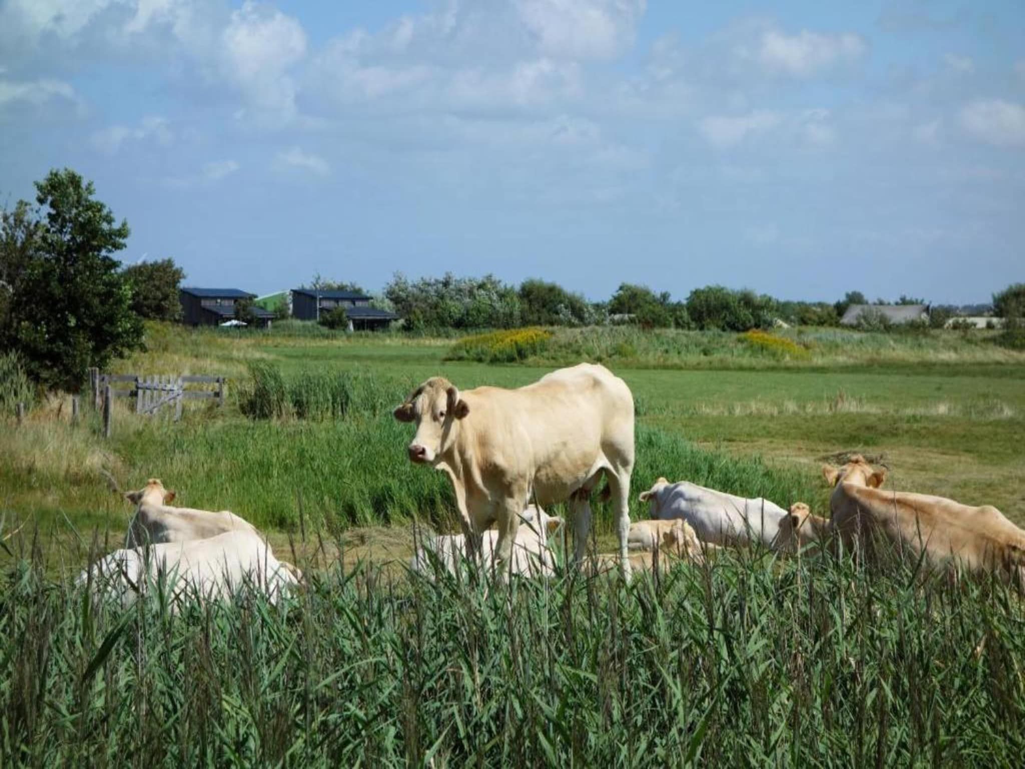 Vakantiepark Callassande 2 in Callantsoog - Foto 34 van 40