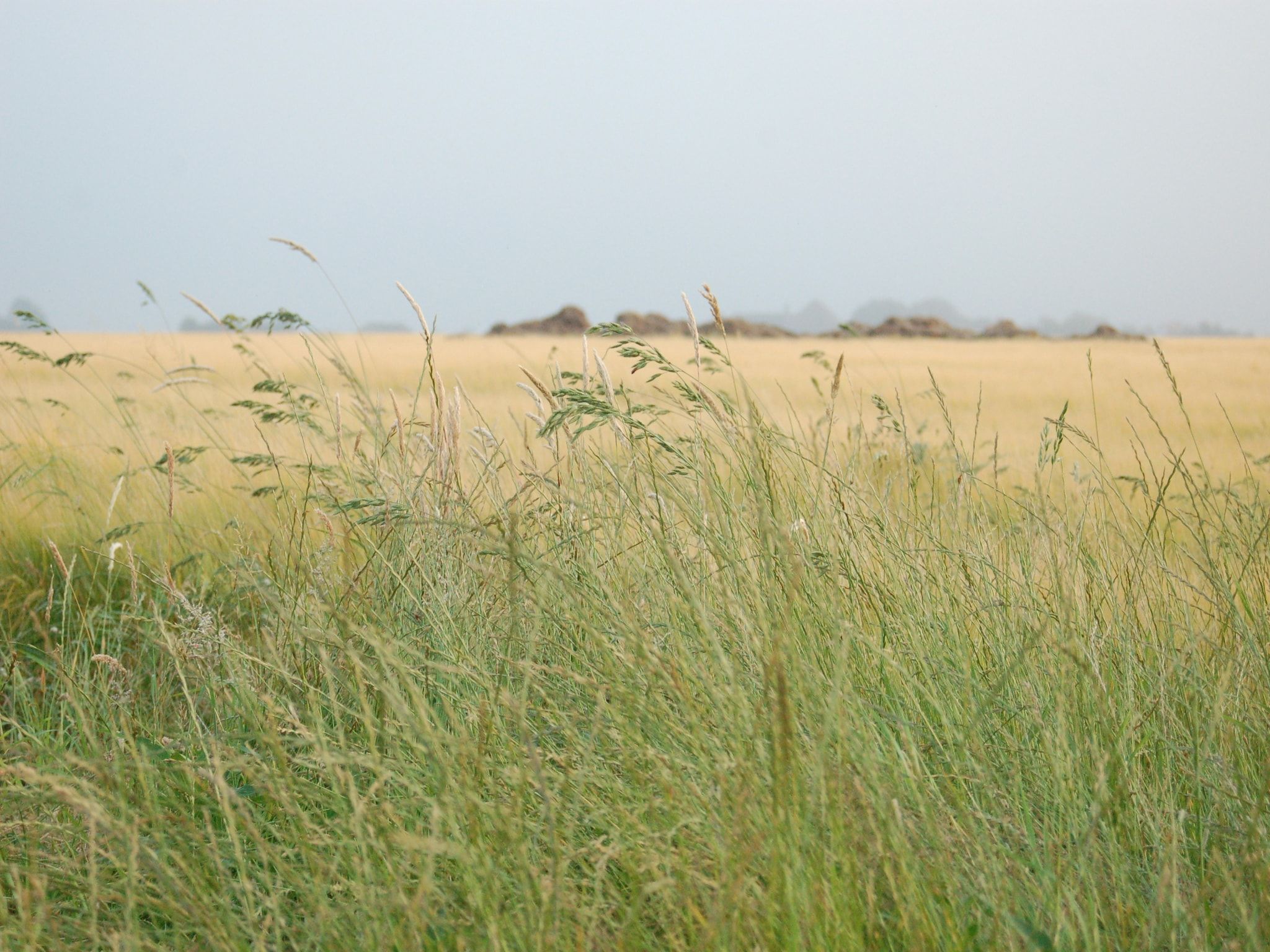 De omgeving van Kustpark Texel 10 in De Koog