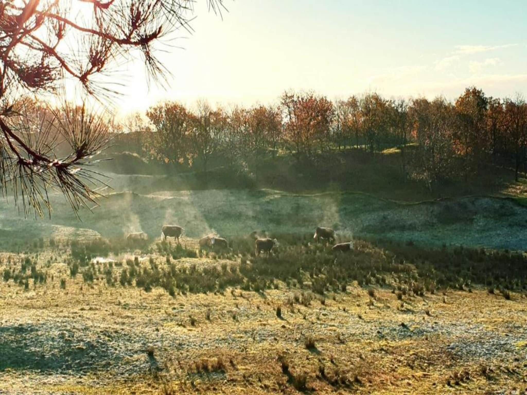 Buitenhof Domburg 5 in Domburg - Foto 23 van 34
