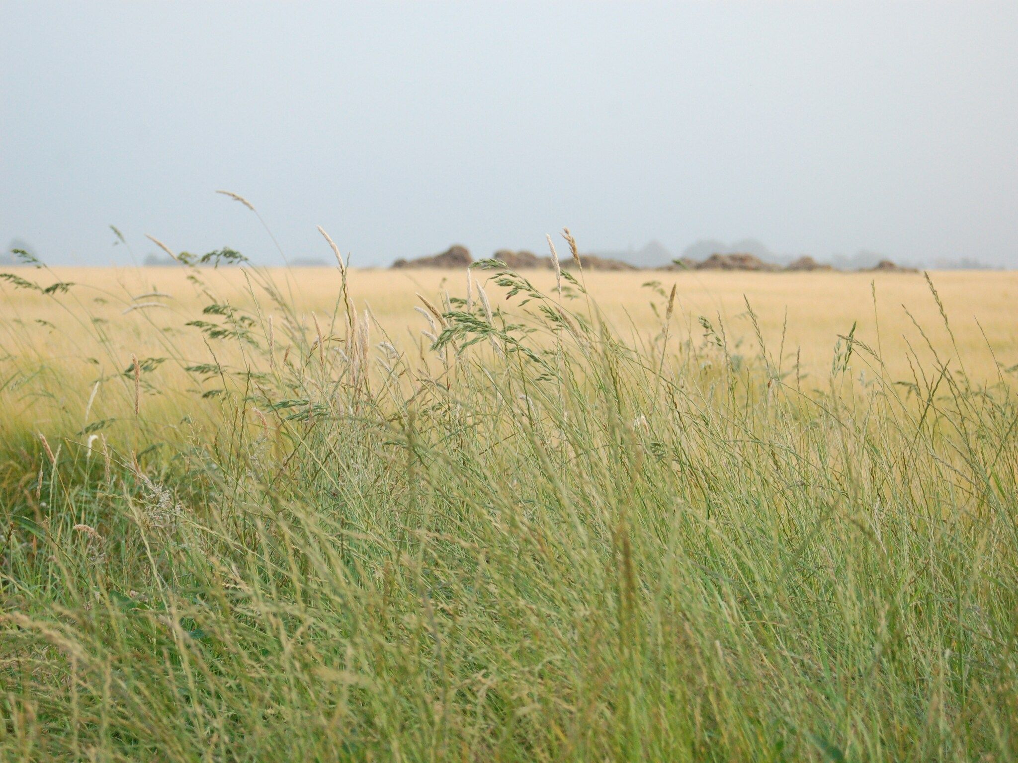 De omgeving van Kustpark Texel 11 in De Koog